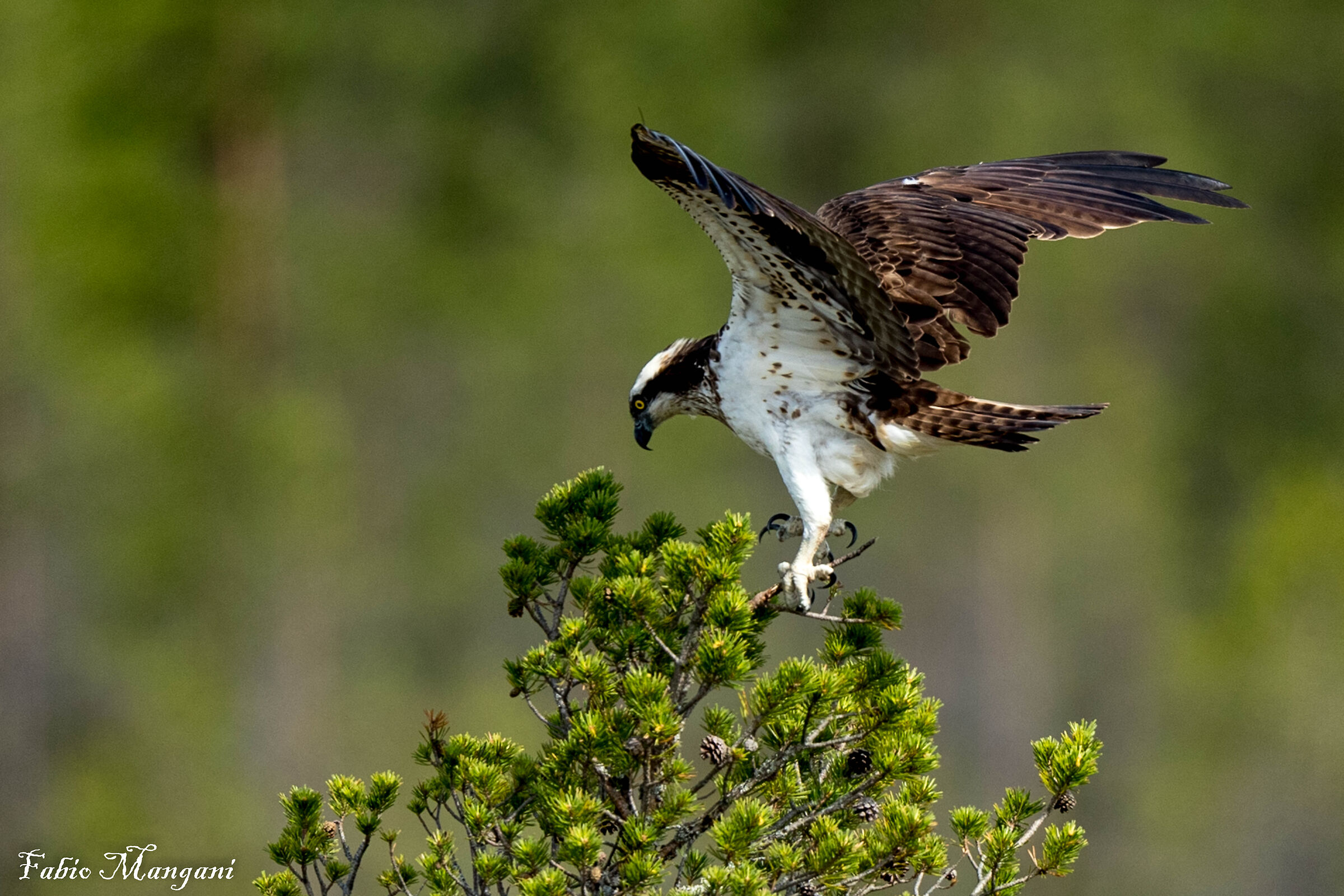 Osprey approaching the nest...
