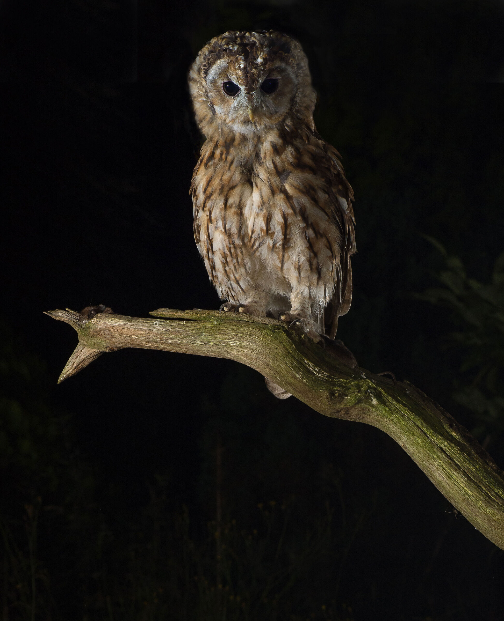 Tawny owl...