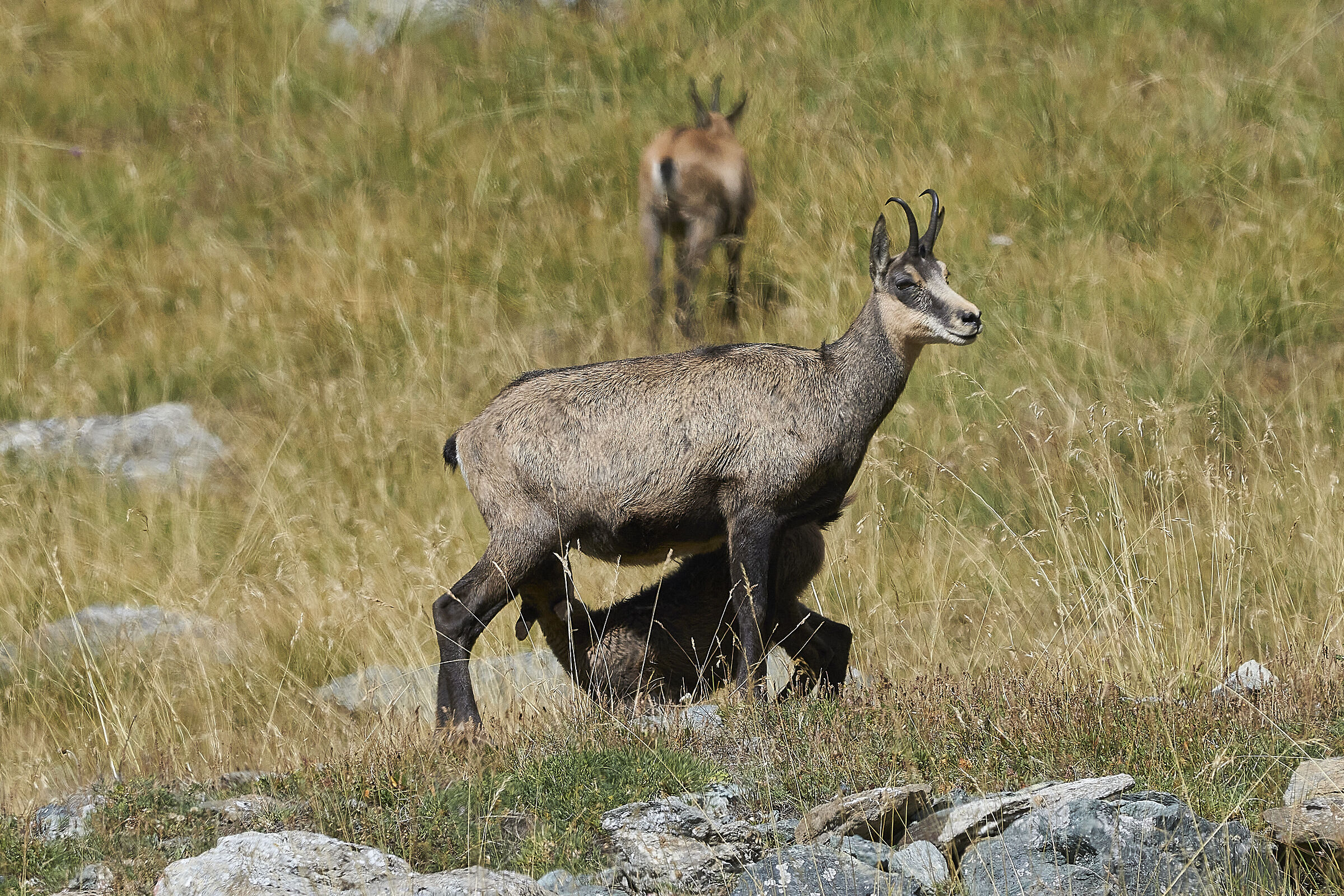 The feeding of the chamois...