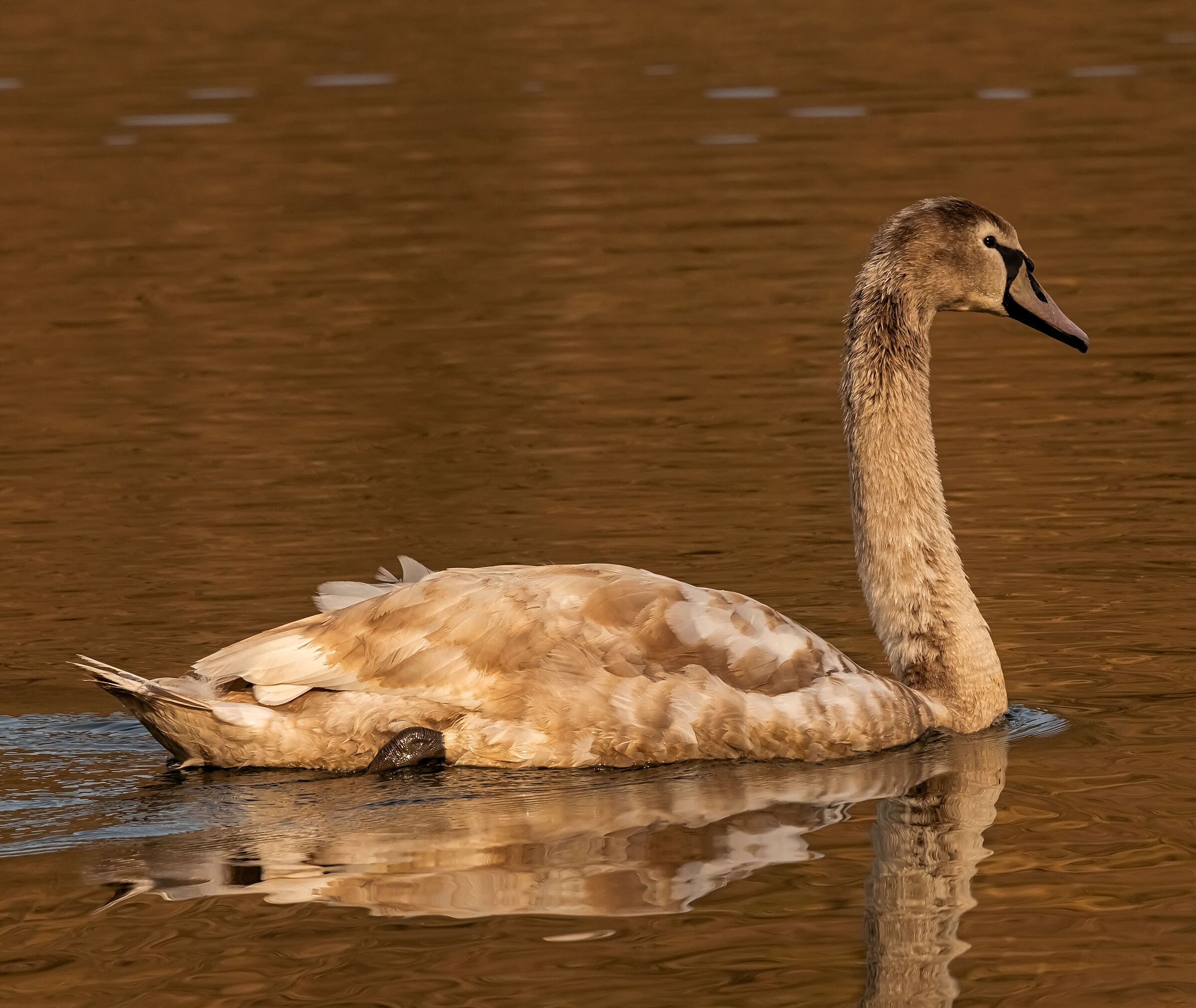 Young Royal Swan on the Adda River 25/02/2021...