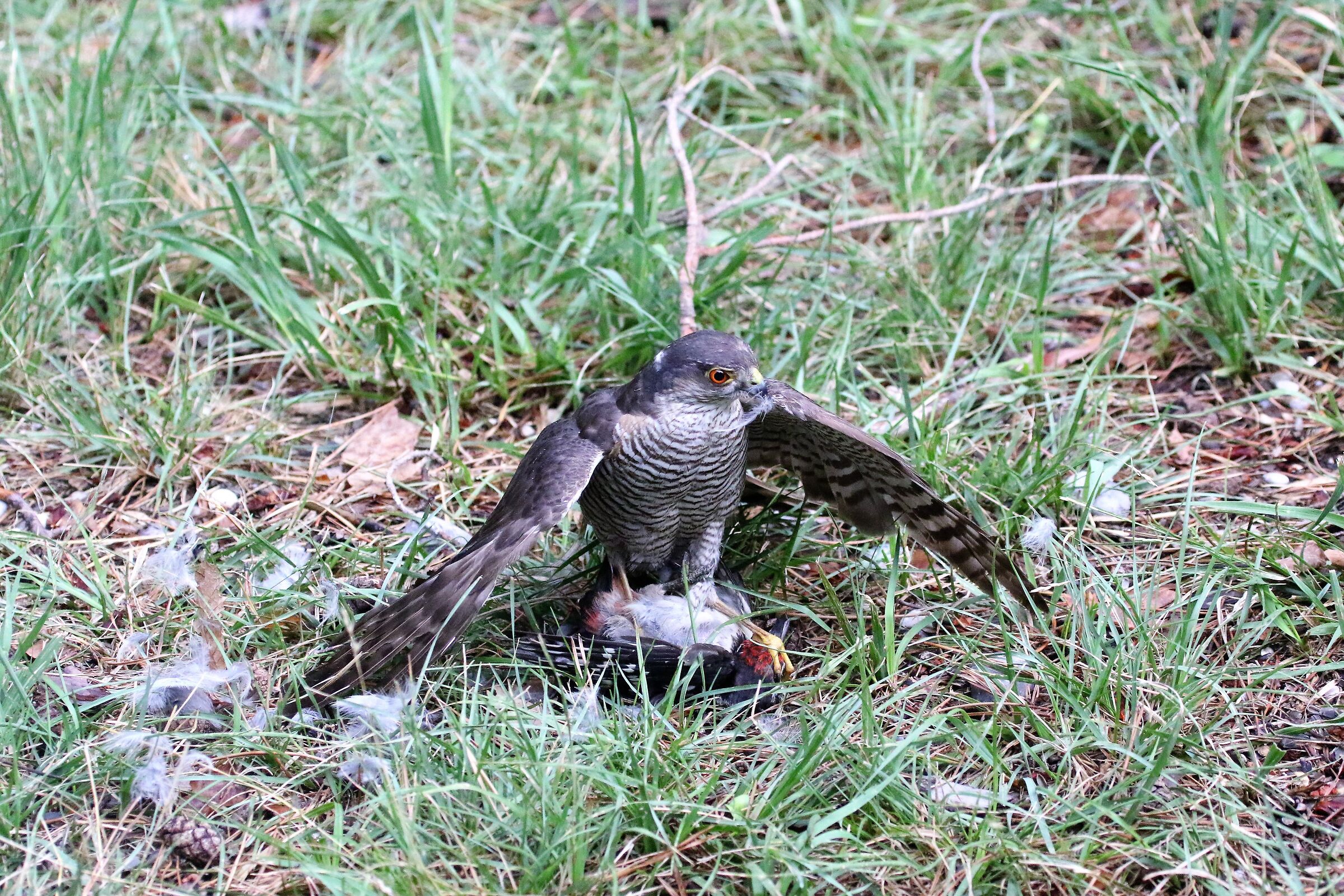 sparrowhawk with red woodpecker prey...