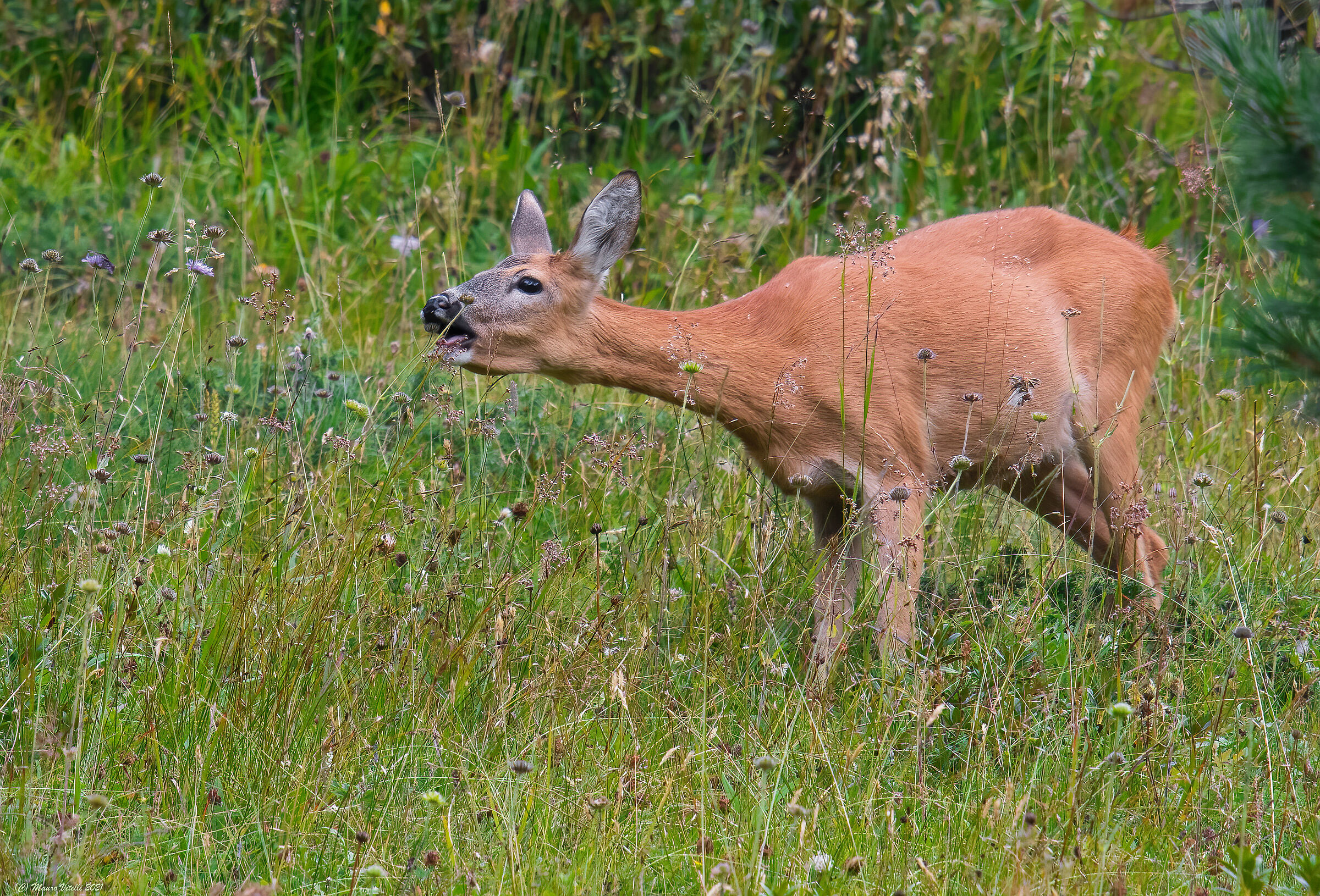 Roe deer (Mammals ungulate) Female...