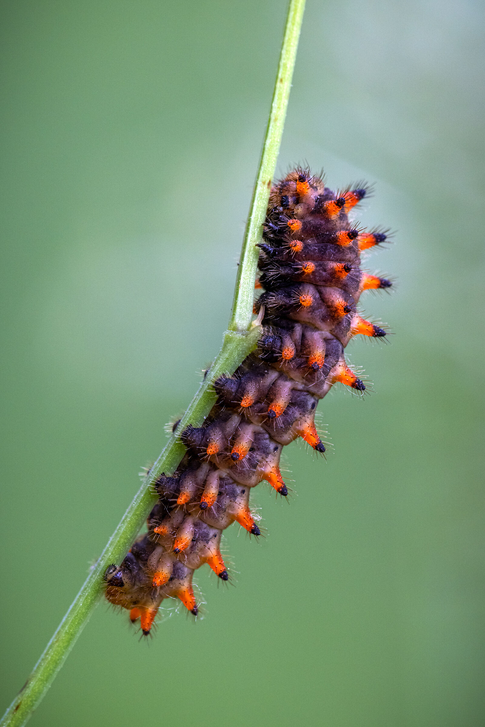 The usual caterpillar...