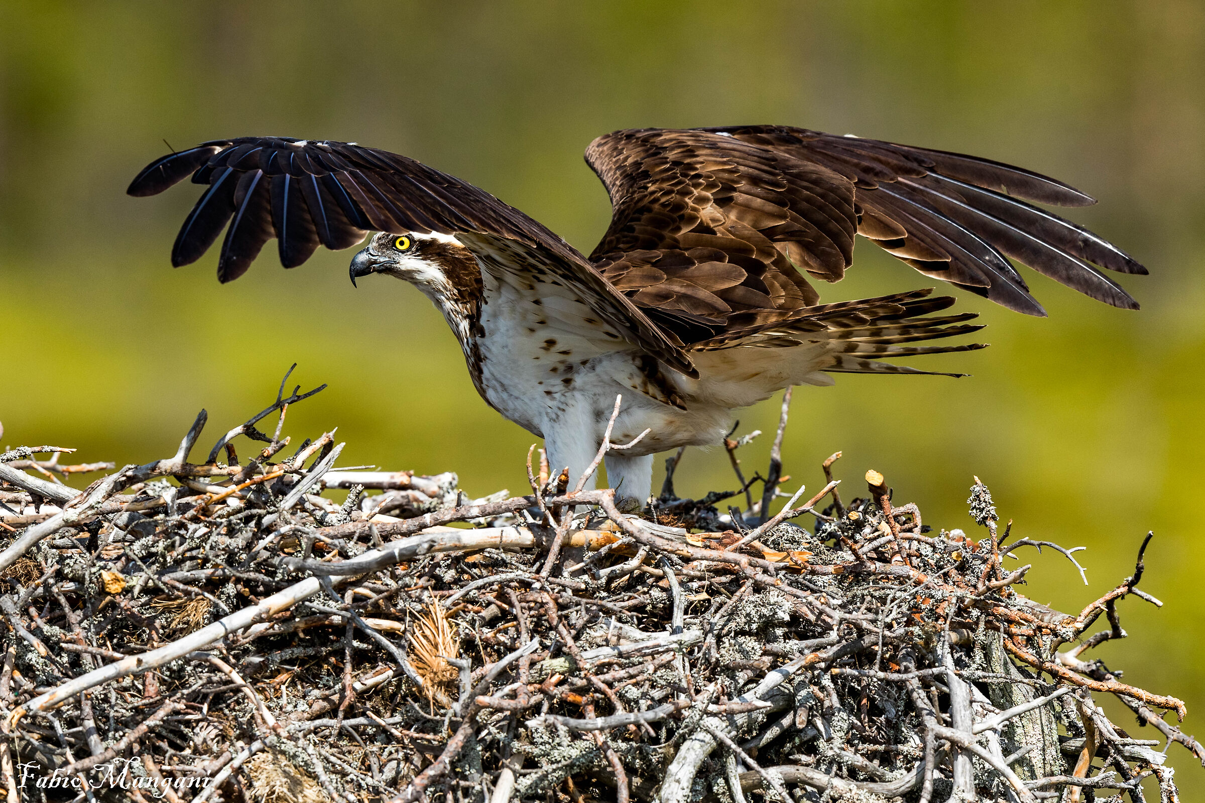 Osprey at the nest Finland............