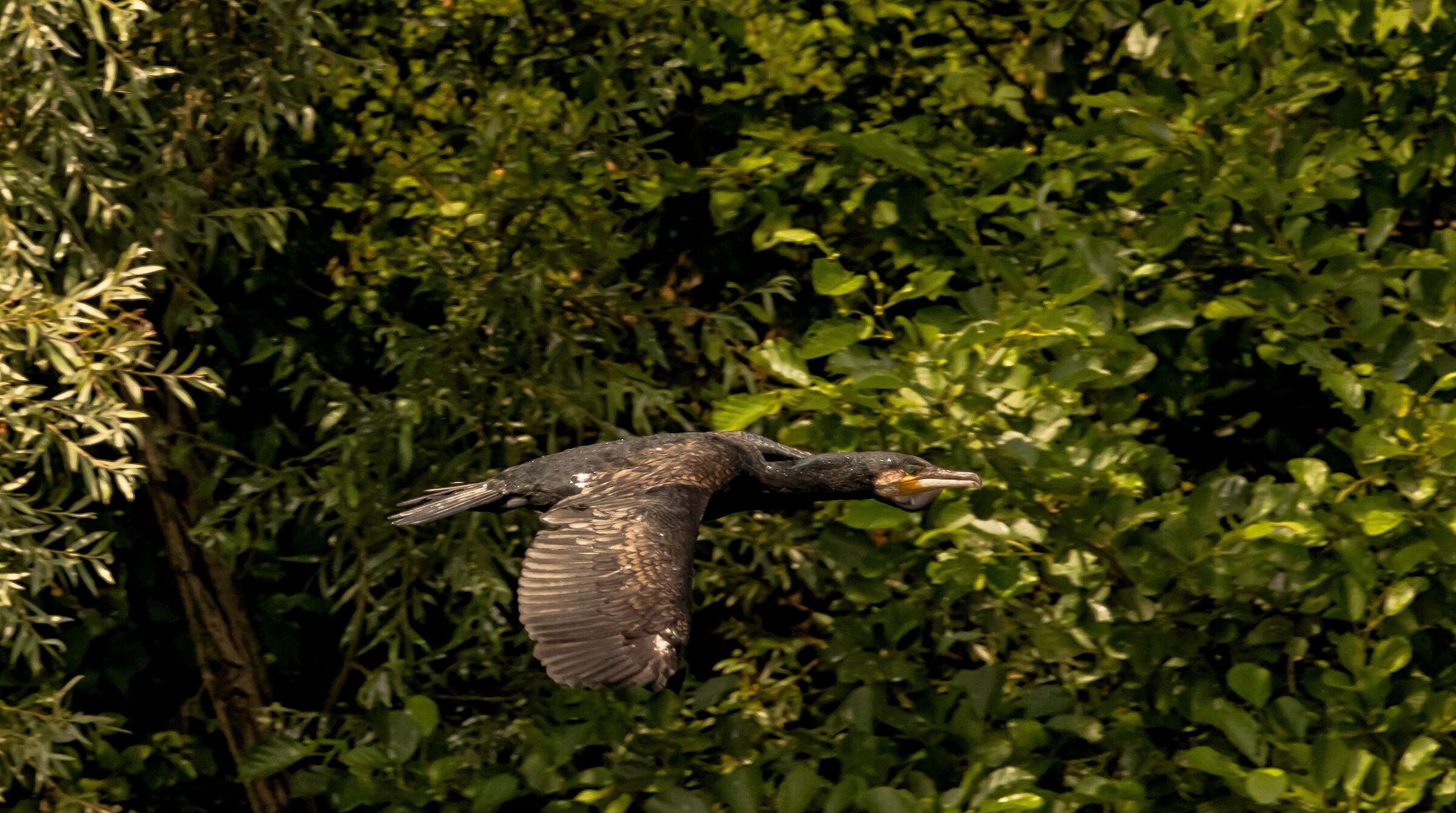 Male Cormorant in flight 6/07/2021...
