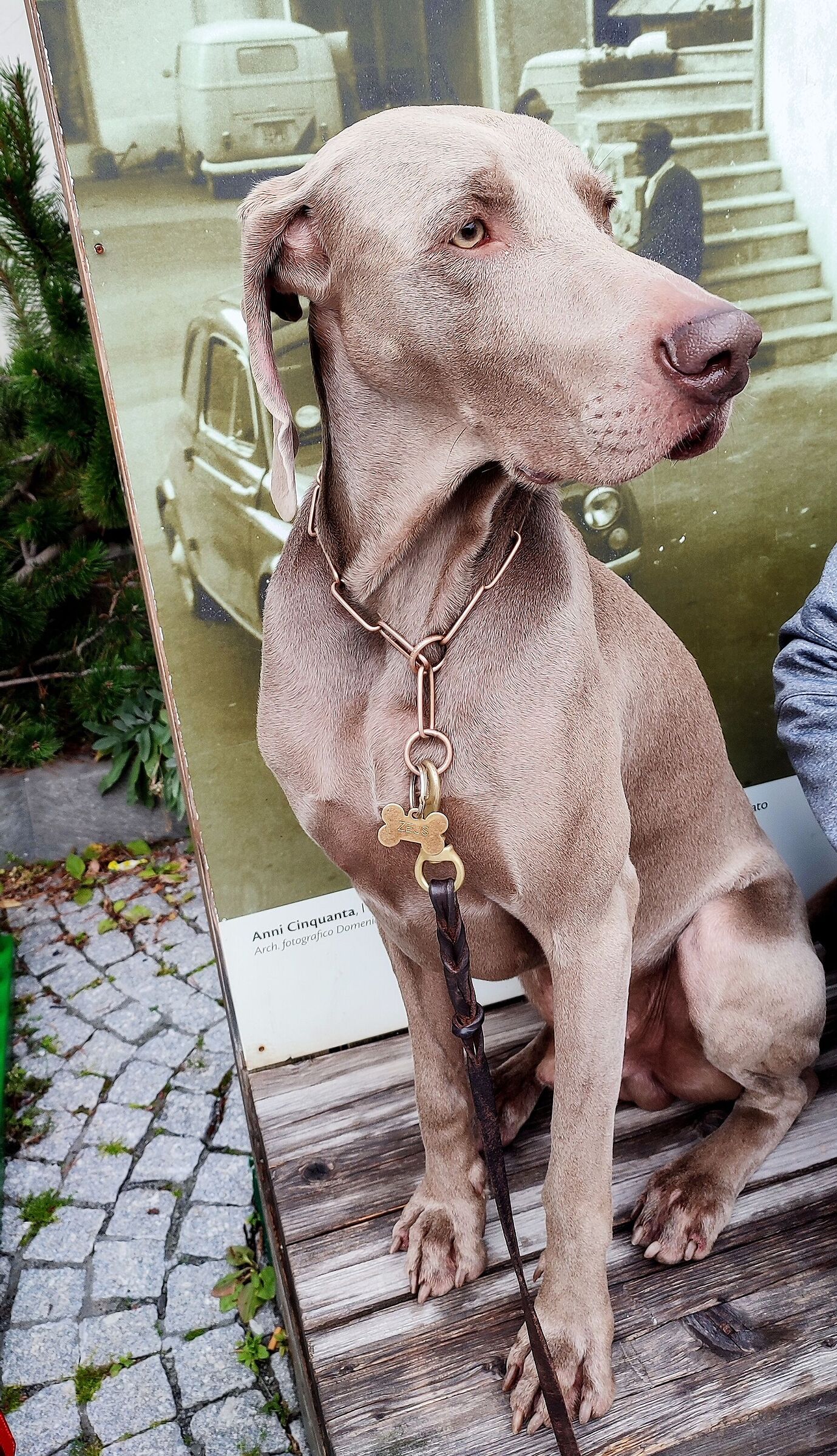 Zeus (Weimaraner breed)...