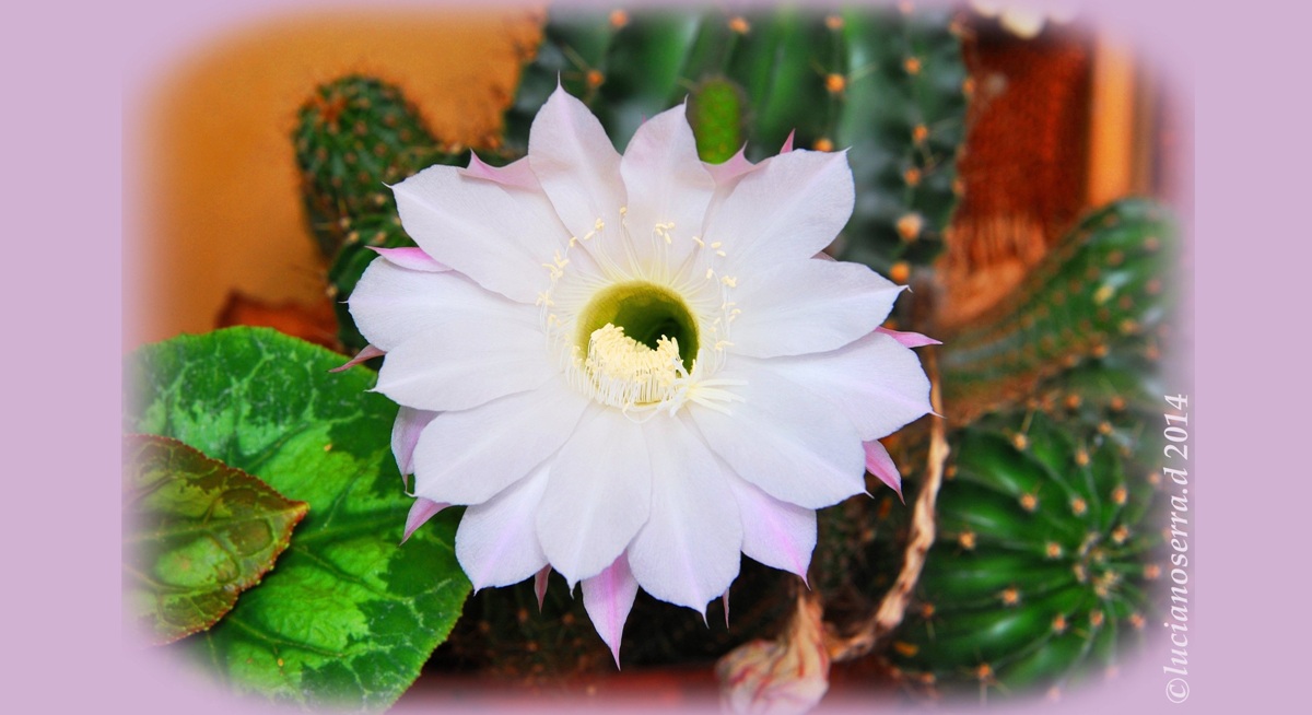Fiore di cactus...
