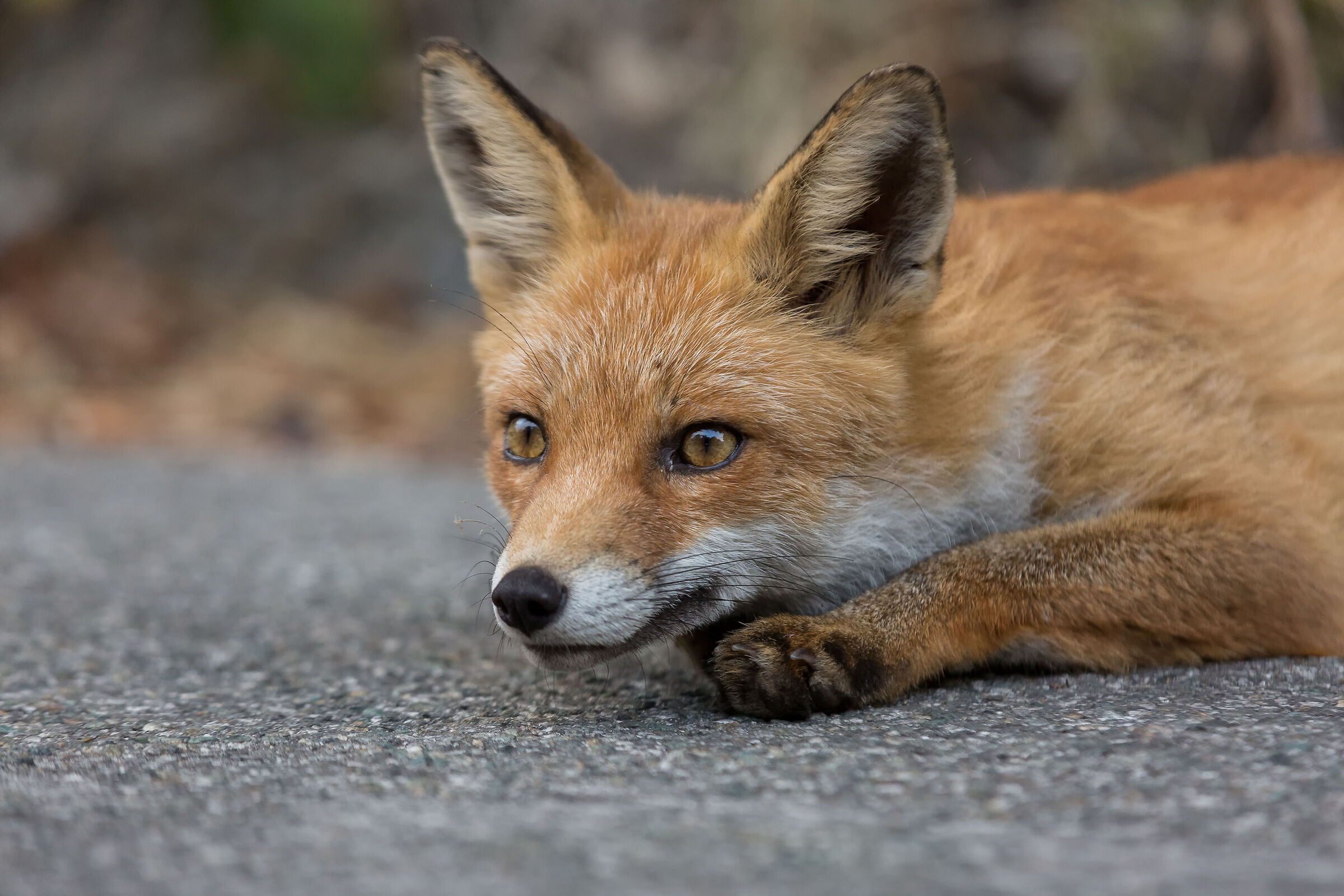 The attentive fox ...
