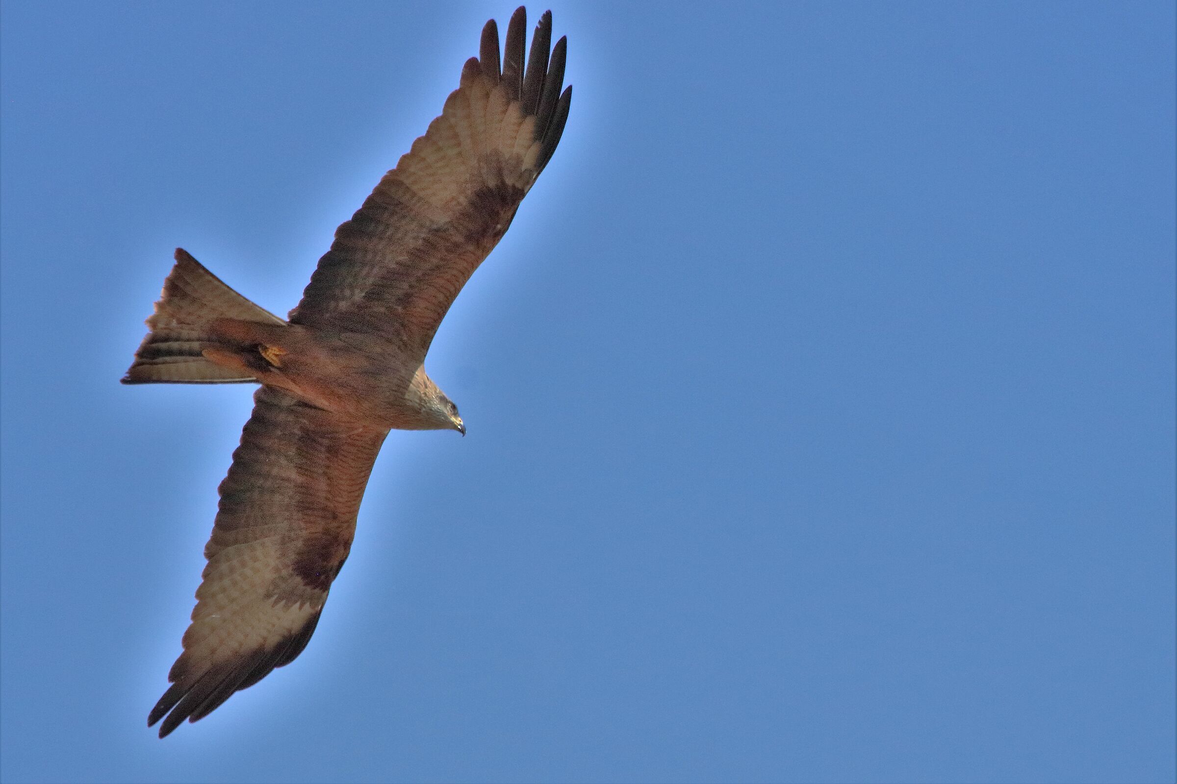Black kite...