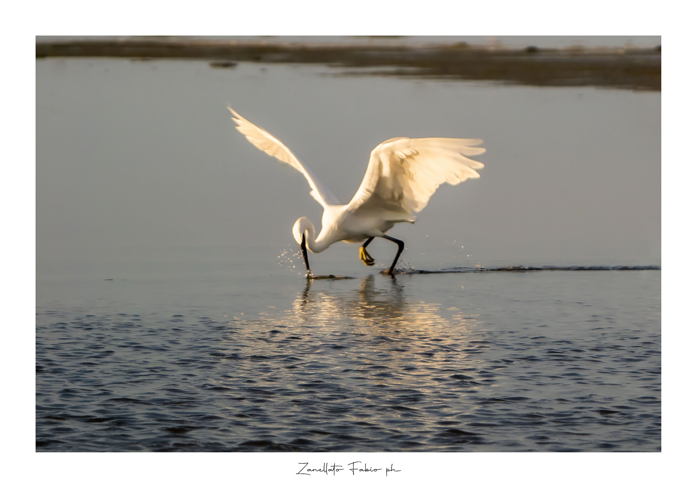 White egret...