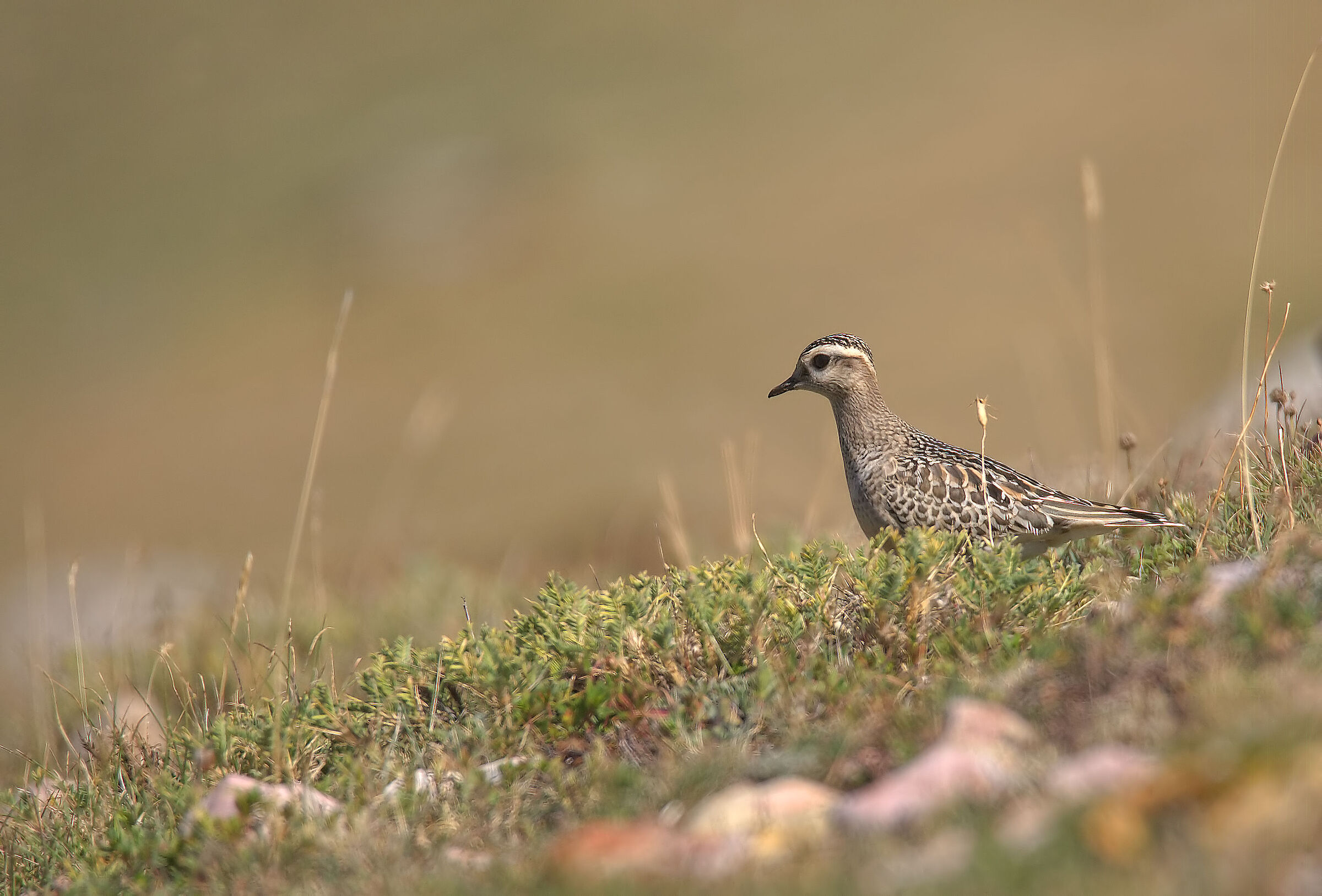 Tortolino plover...