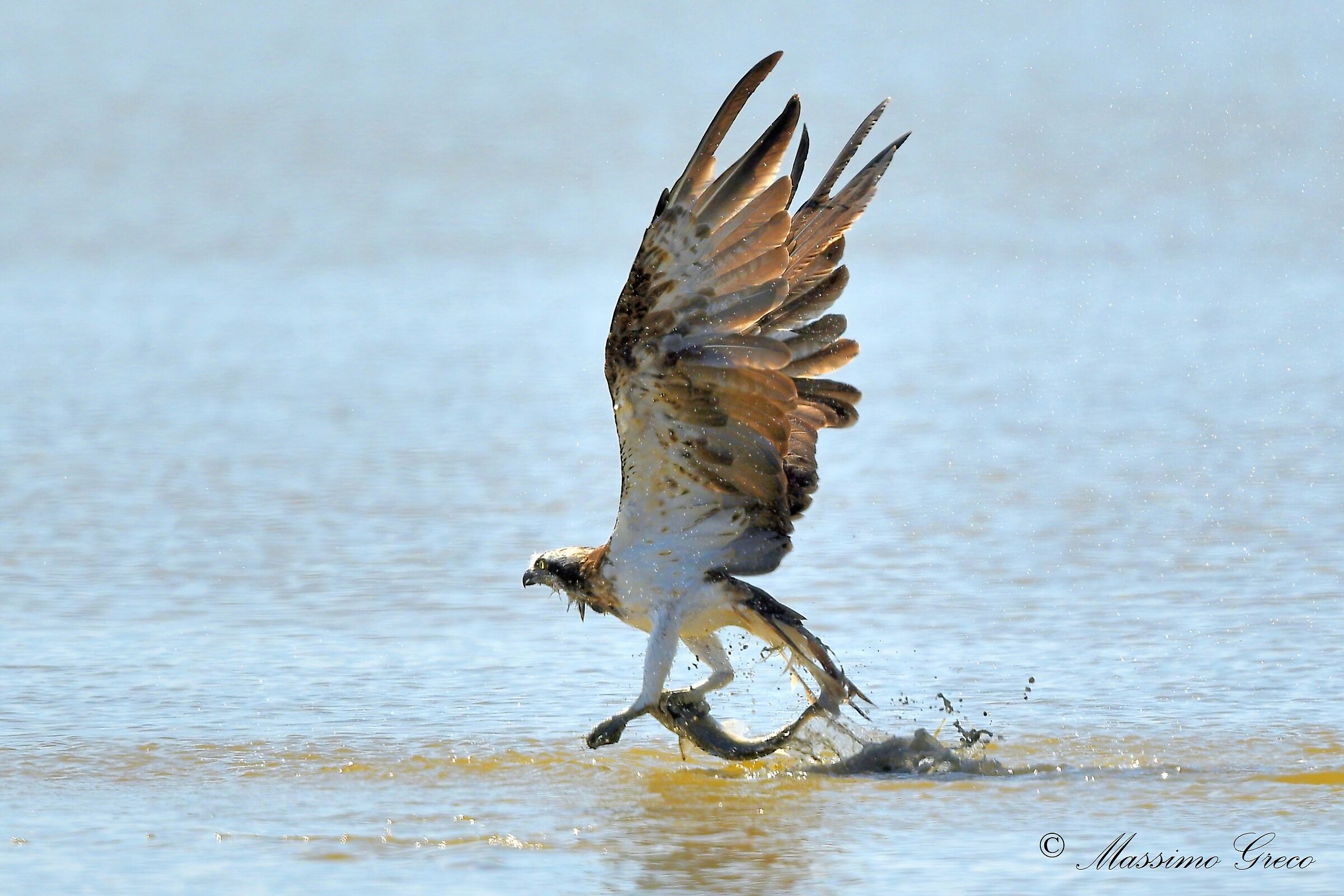 Falco pescatore (Pandion haliaetus) con la preda...