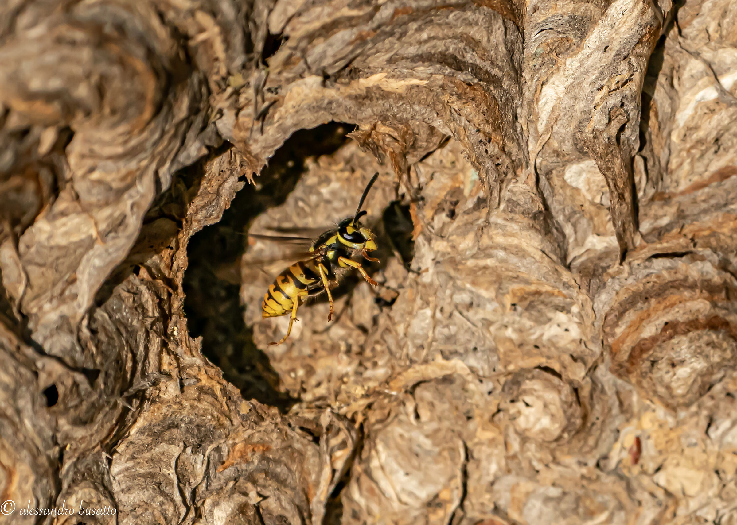 Asian hornet (vespa velutina)...