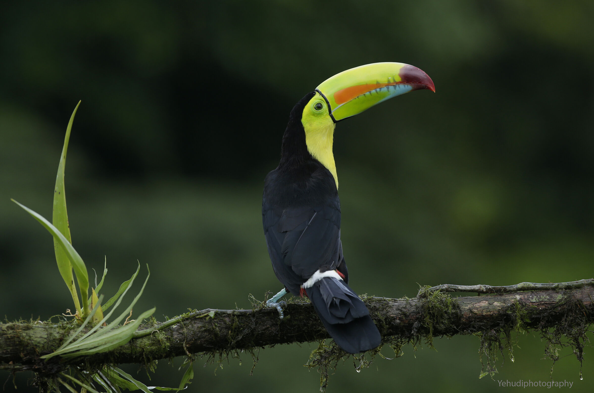Keel billed toucan...