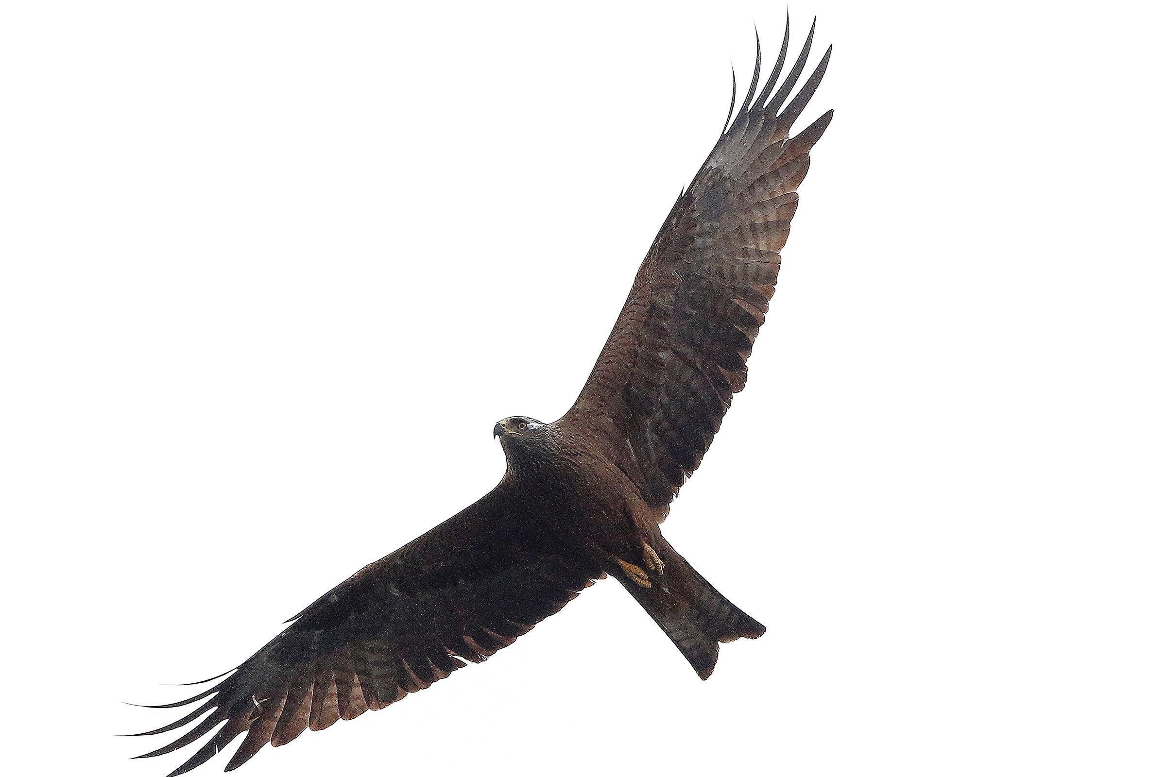 Black kite...
