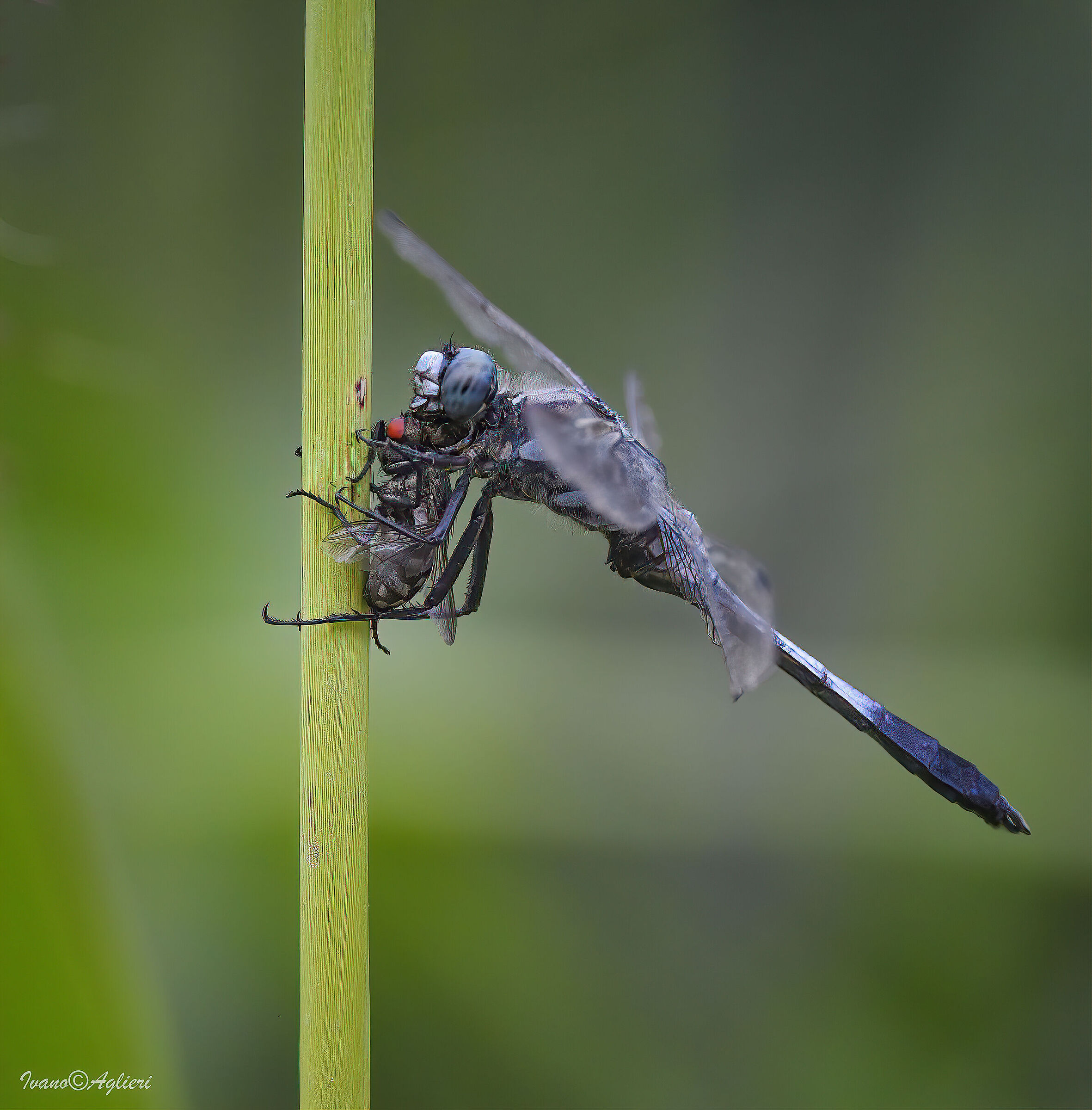 the dragonfly's meal...