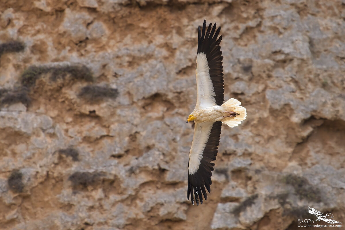 White scavenger vulture ...