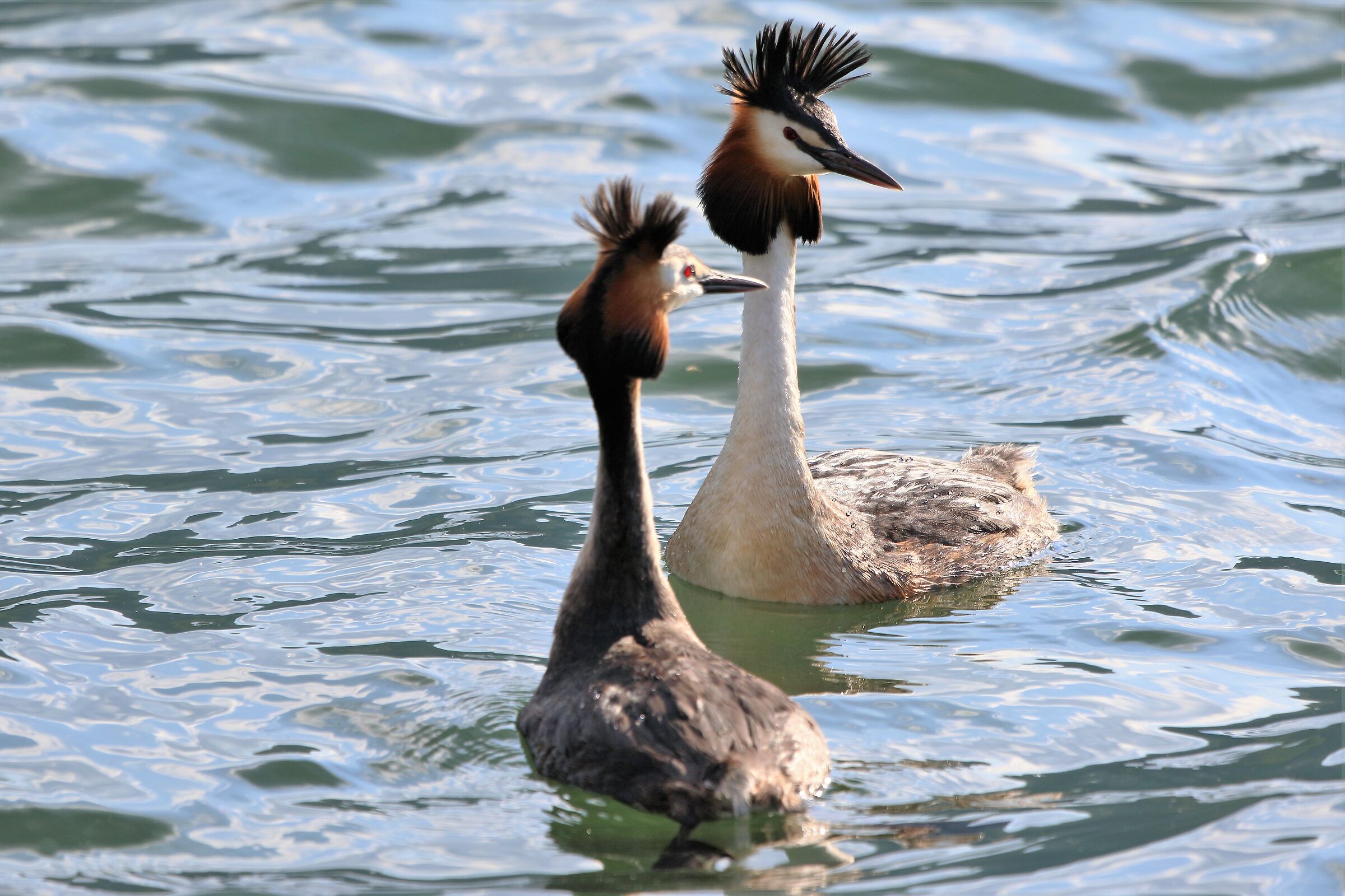 Pair of grebes...