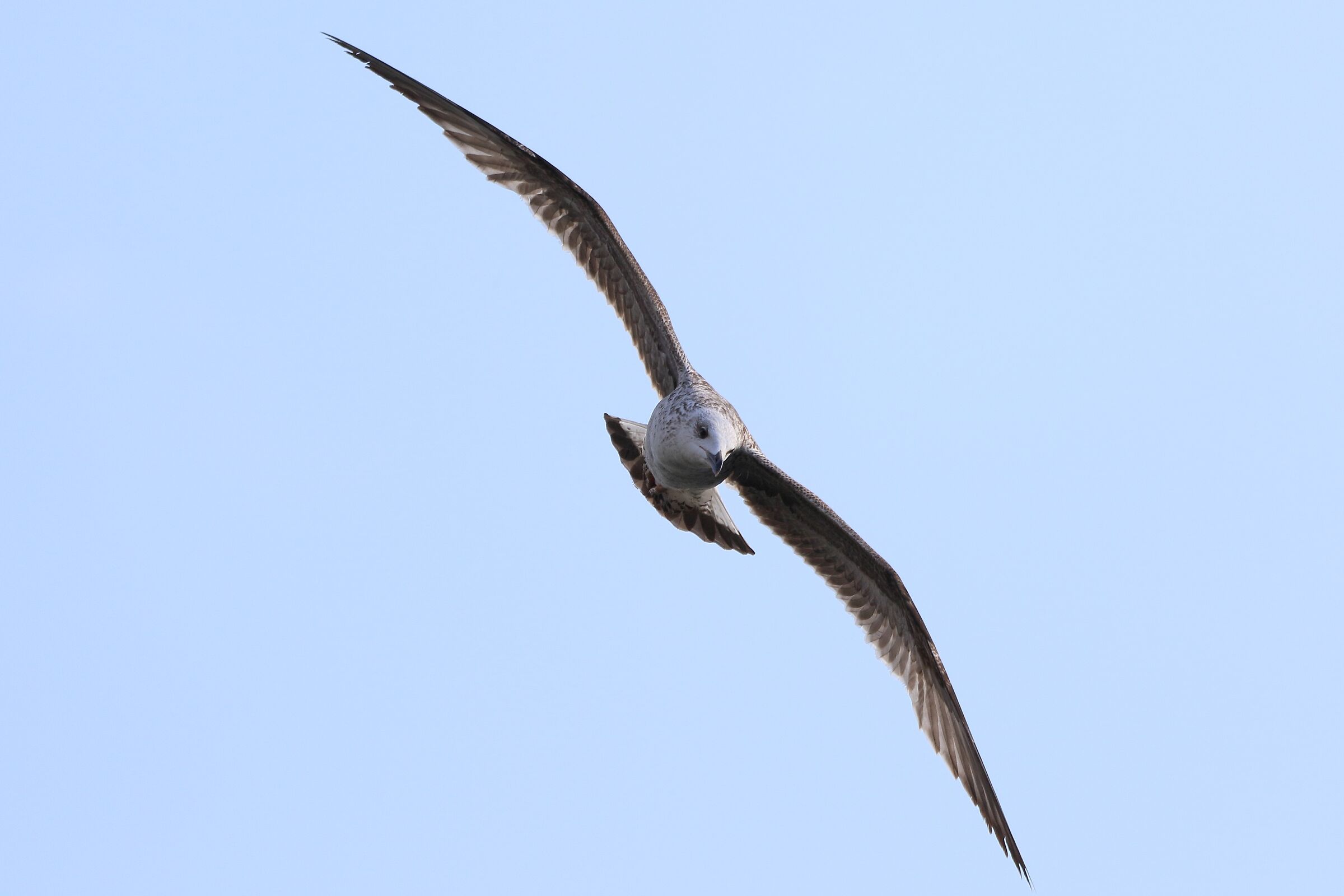 land gull...