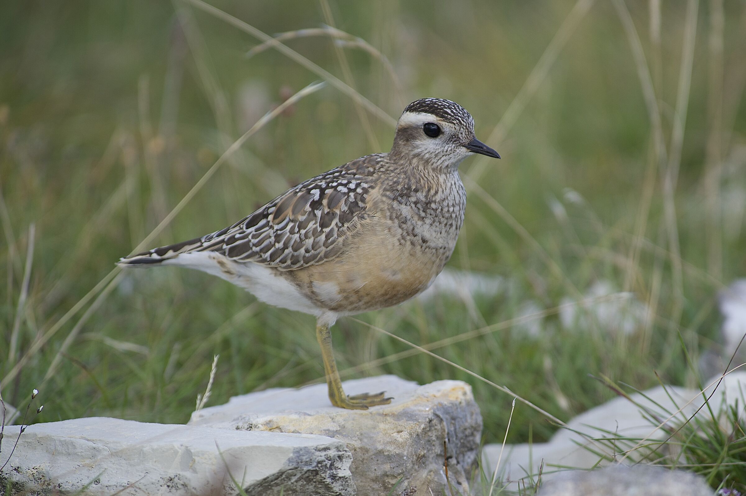 tortolino plover...
