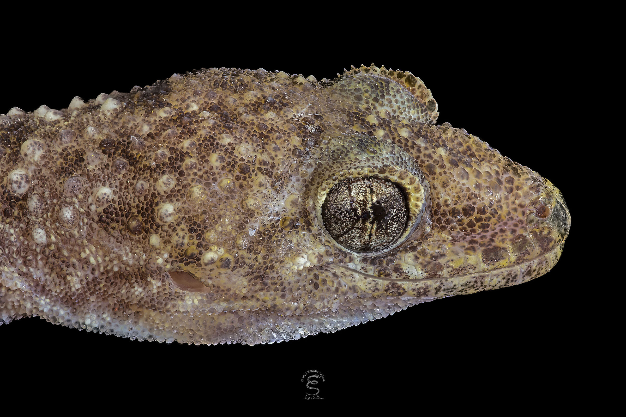 Warty gecko (Hemidactylus turcicus) (V.2)...