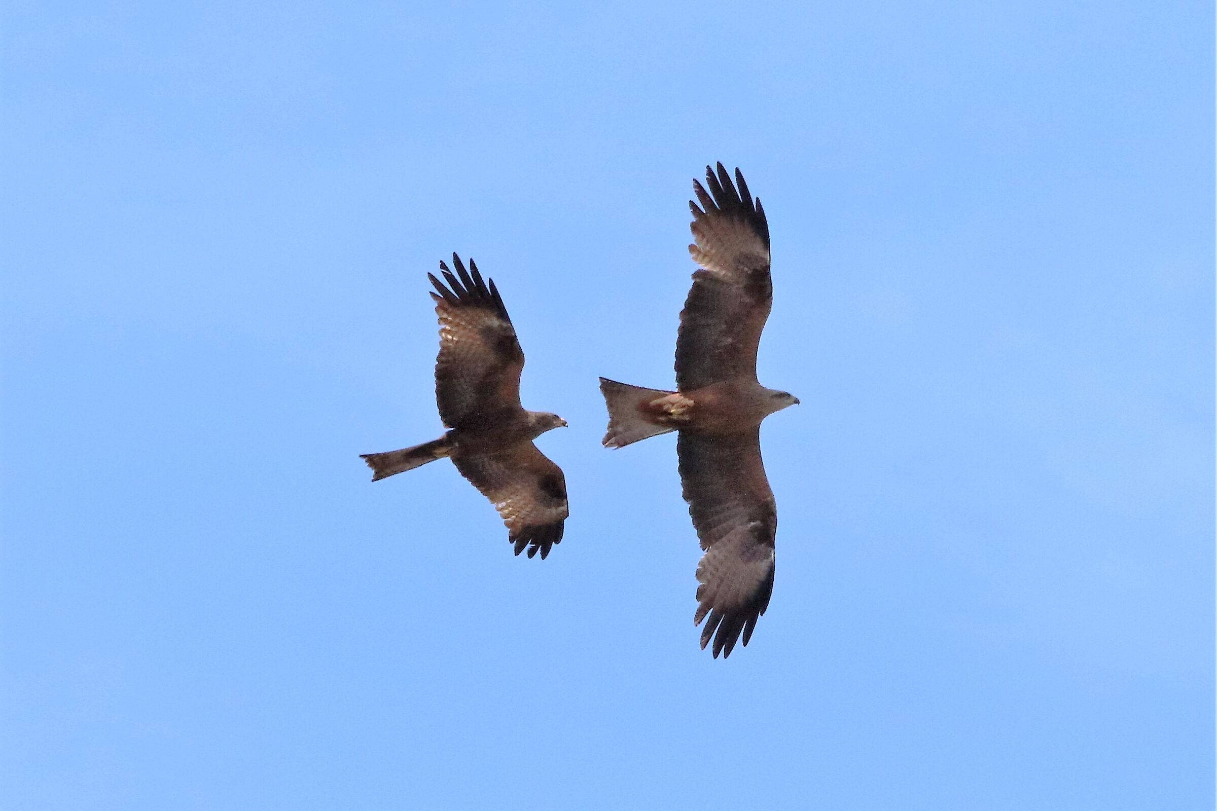 pair of brown kite...