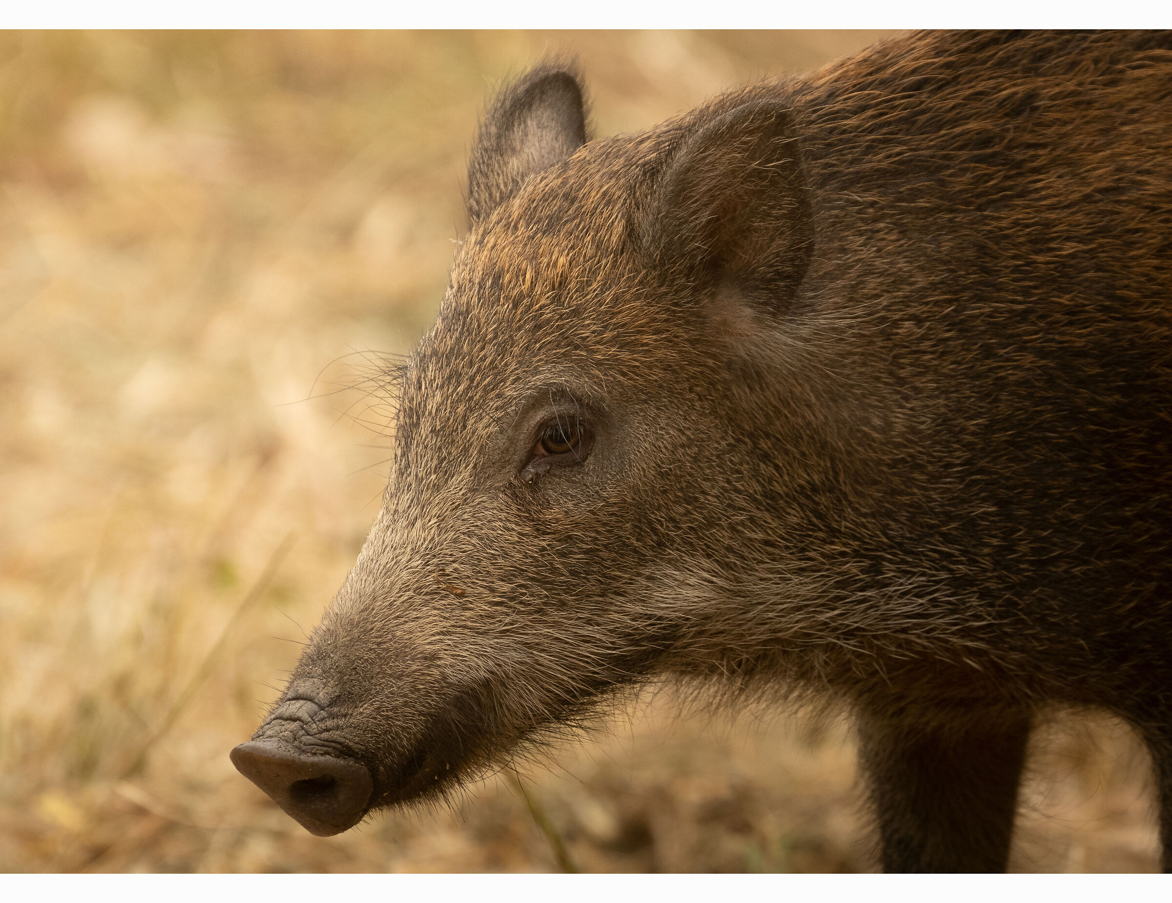 Young wild boar...