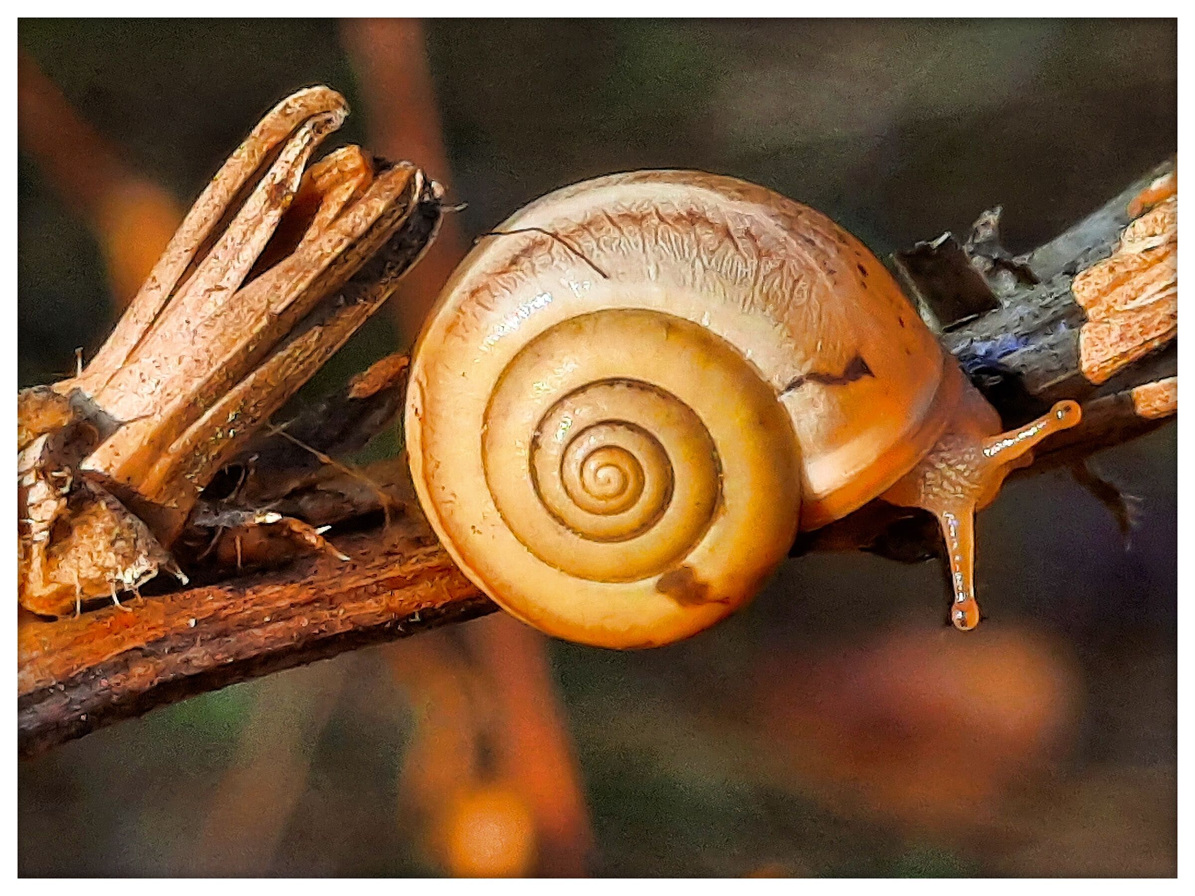  #2 snail...