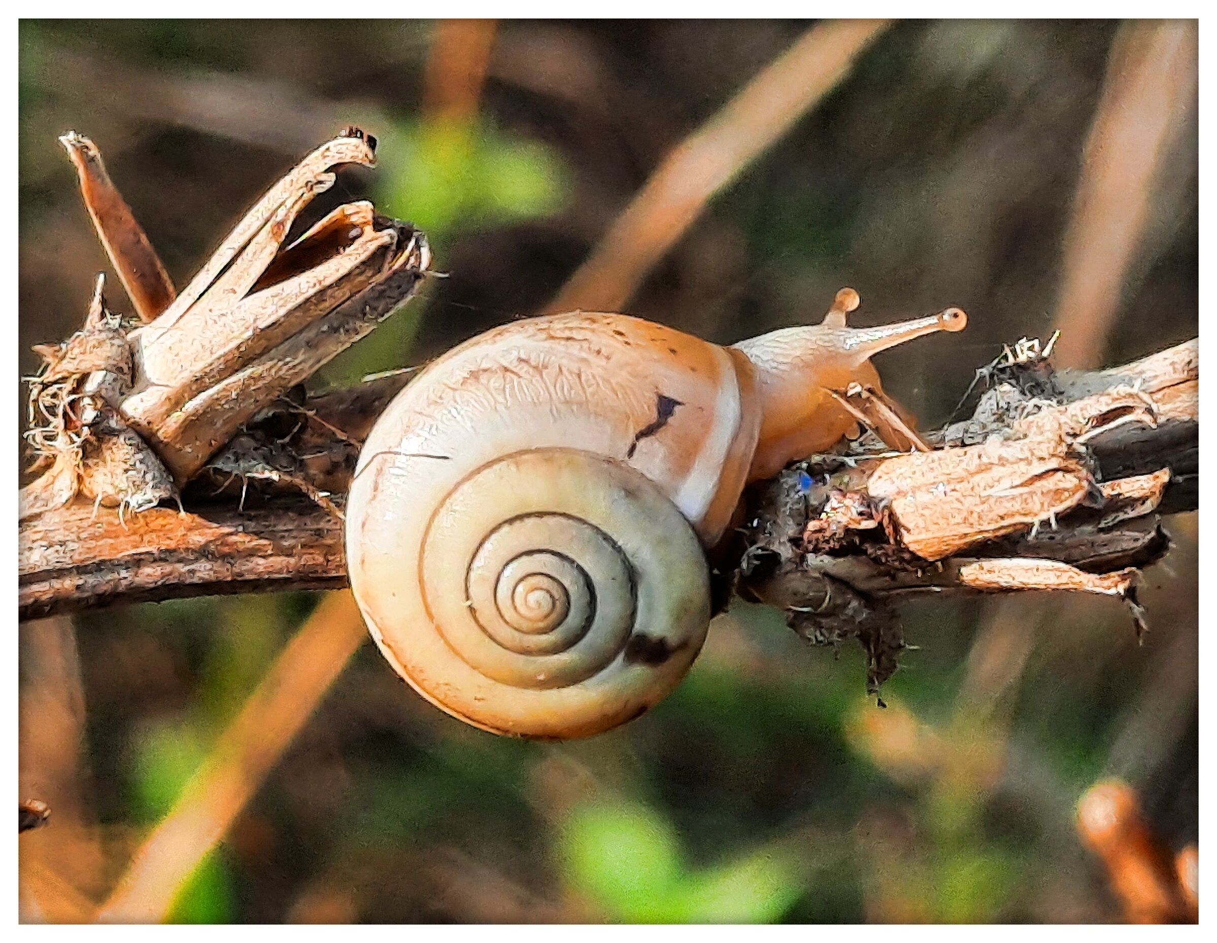  #3 snail...