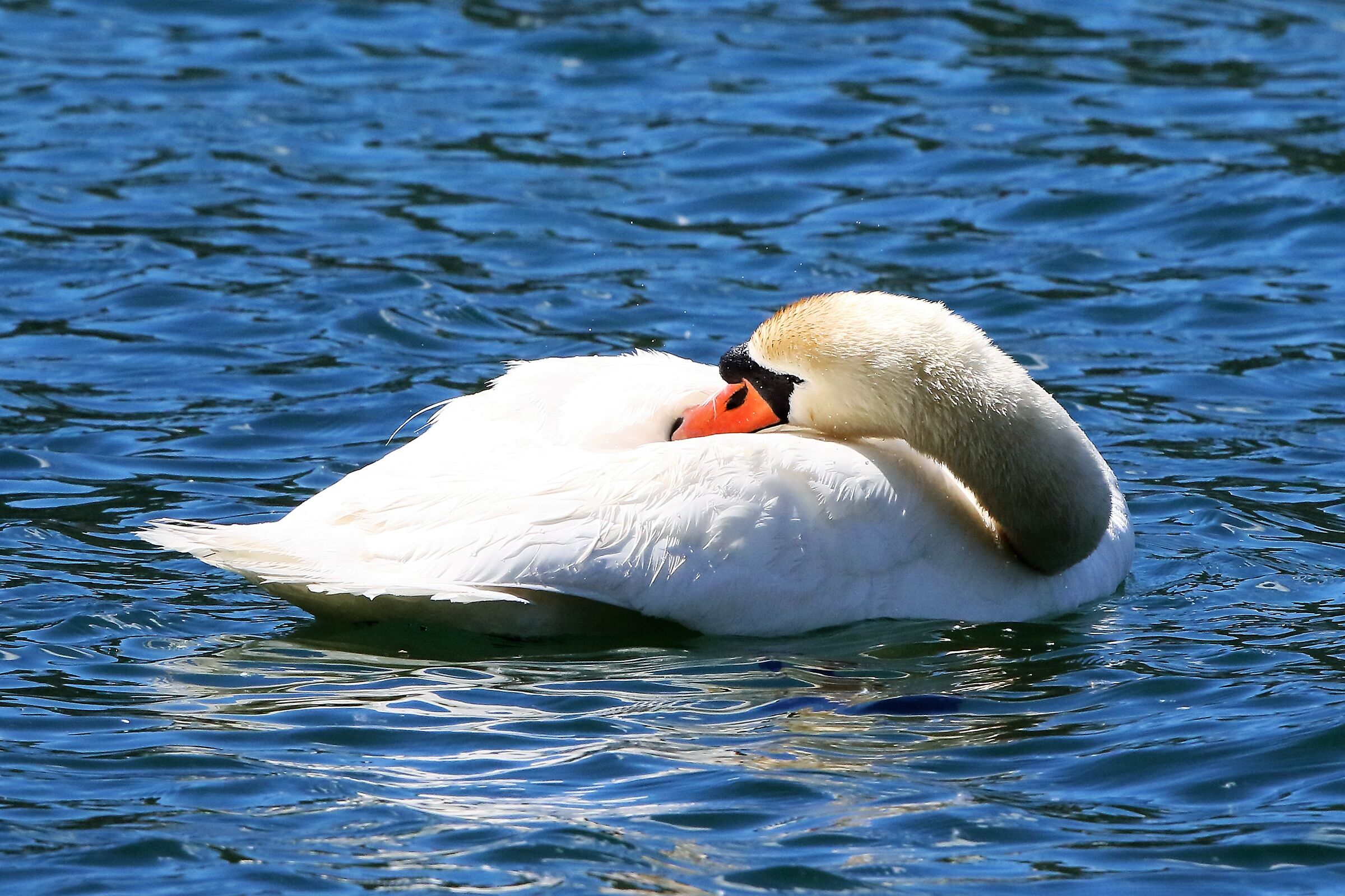 swan...
