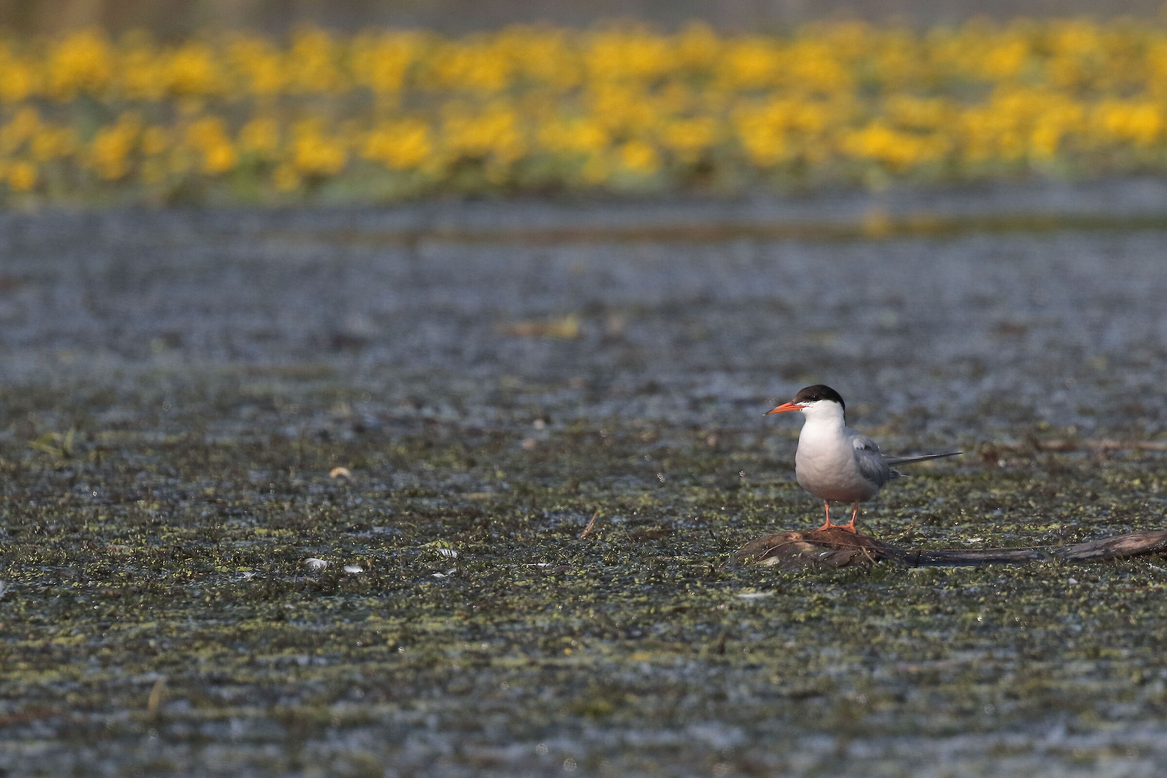 tern...