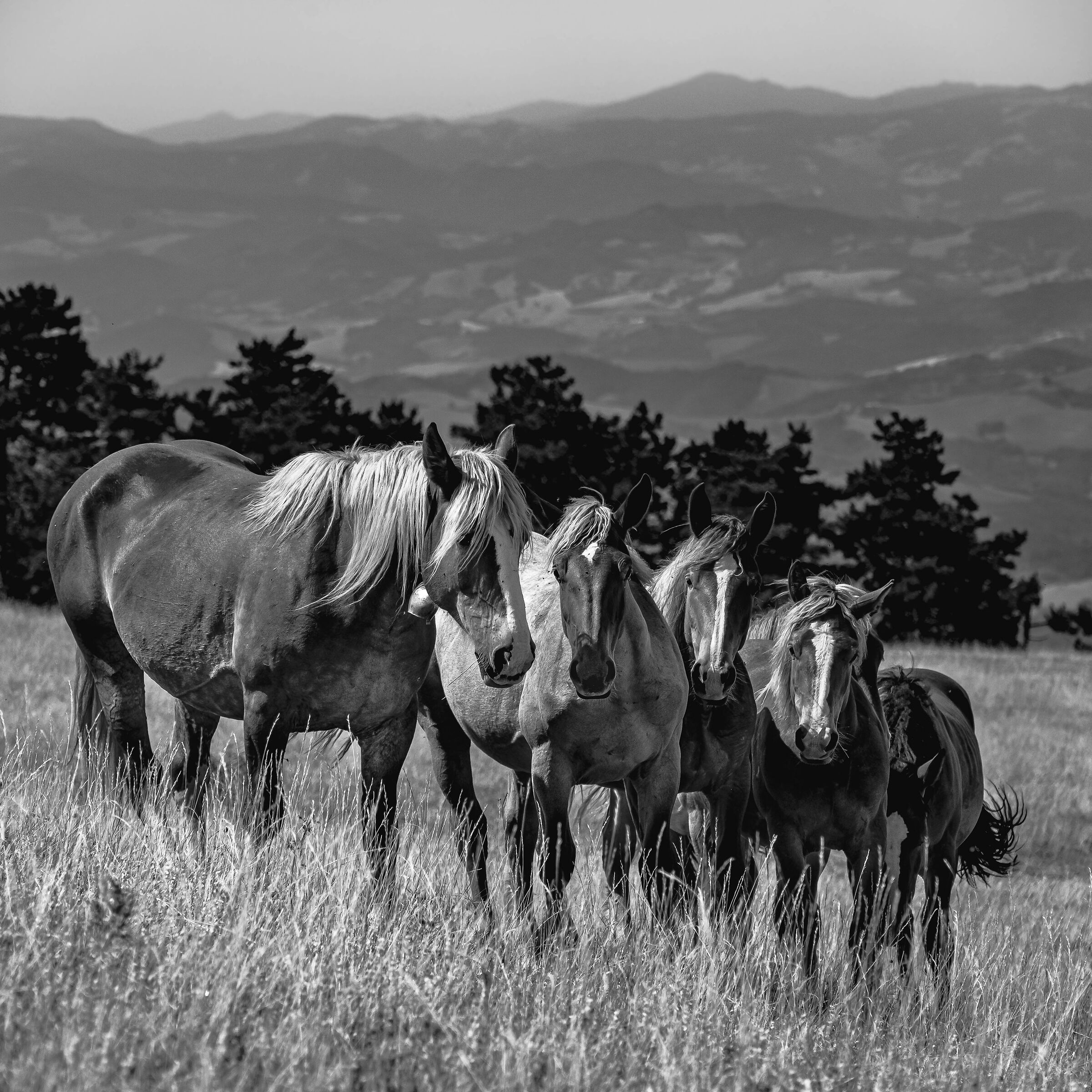 Wild Horses at Furlo...