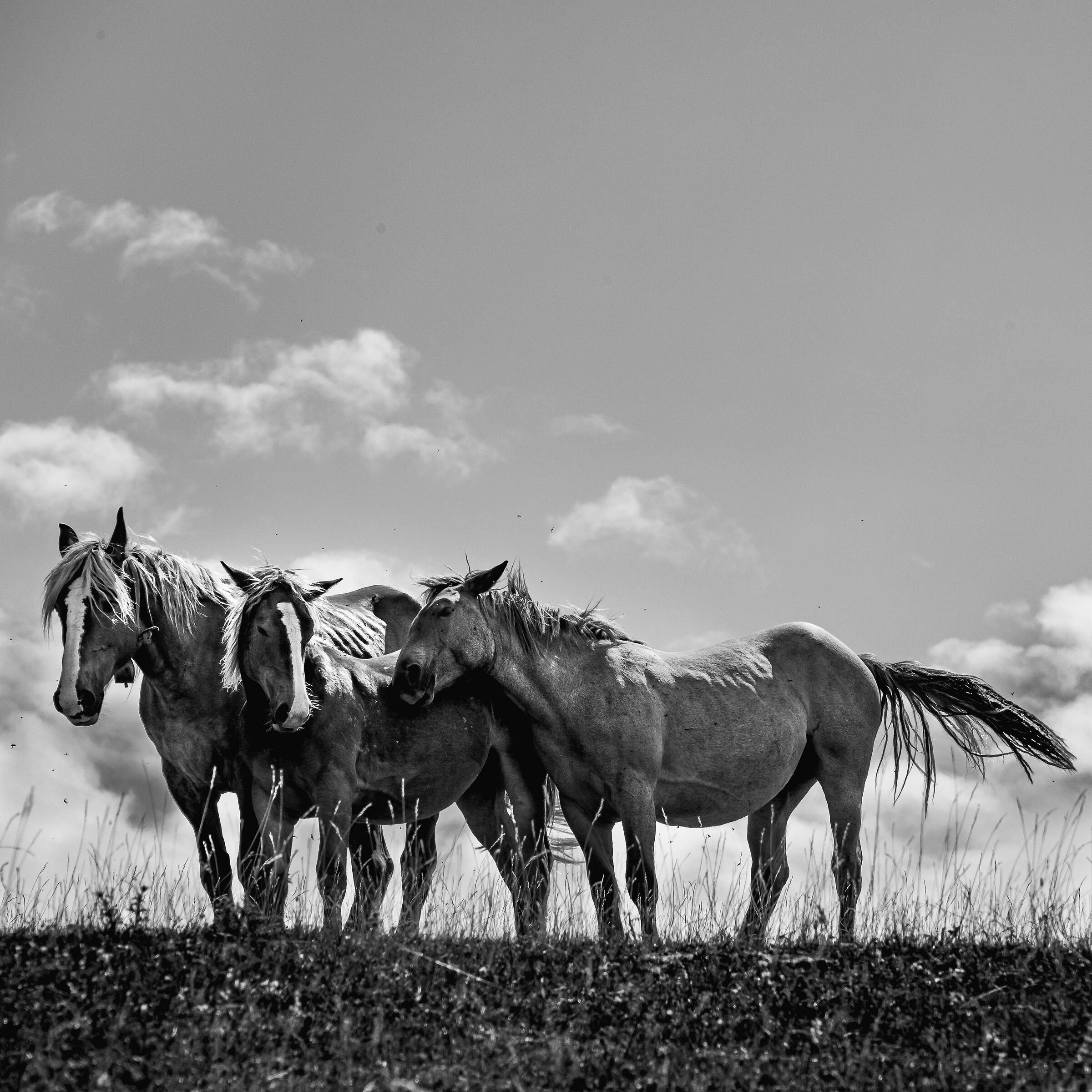 Wild Horses at Furlo...