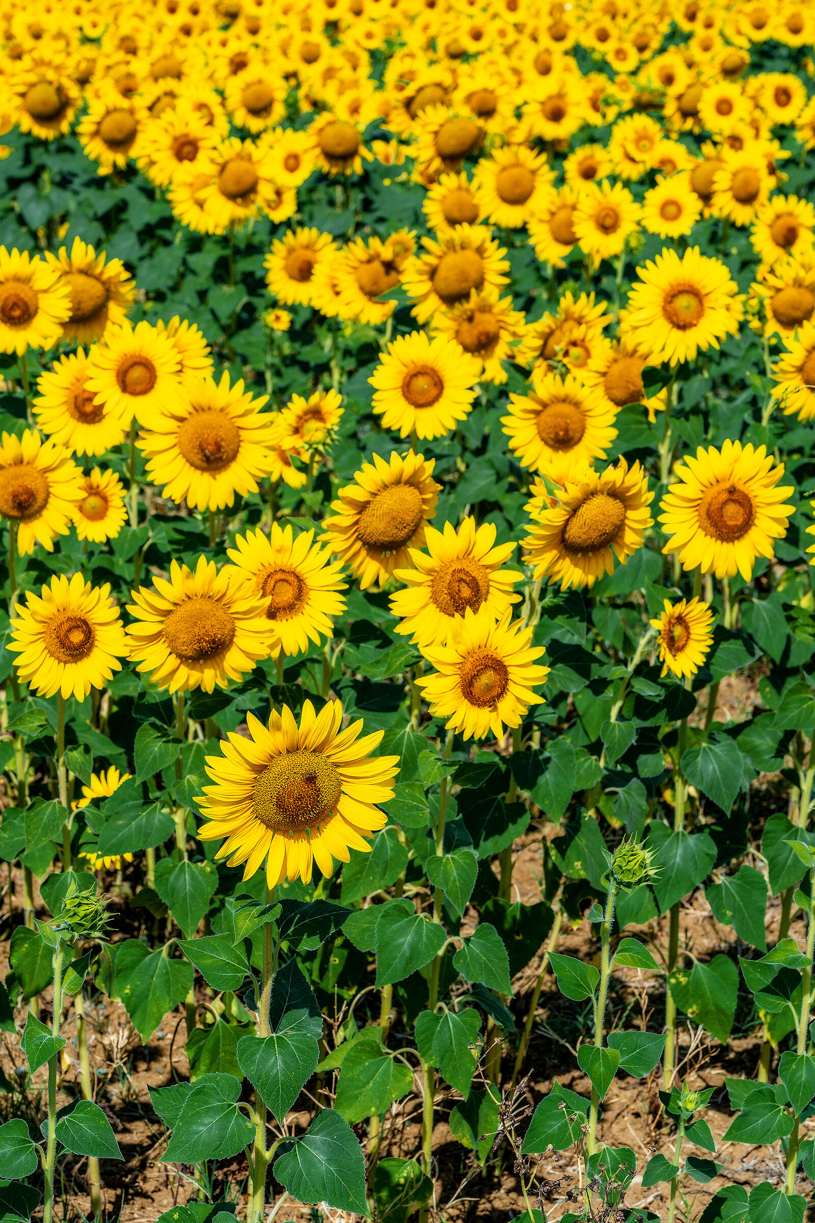 Sunflowers...