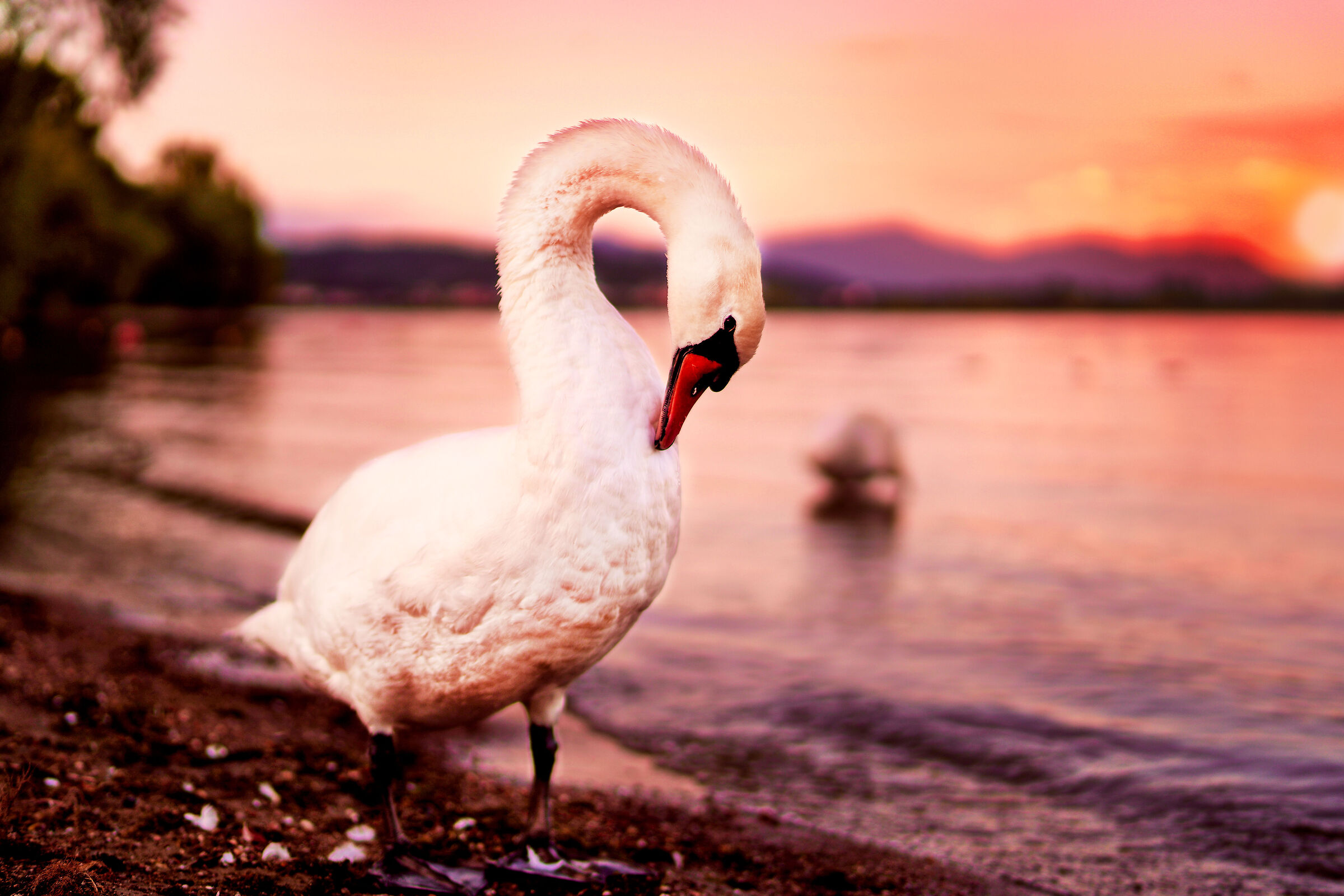 Swan and sunset ...