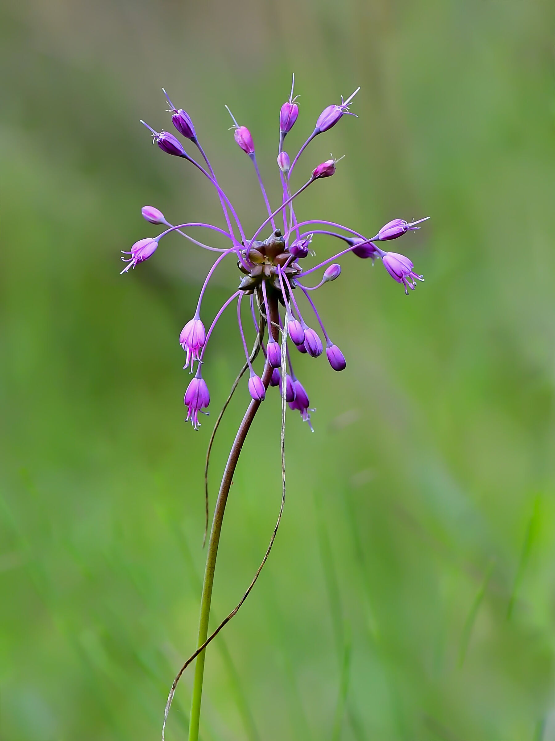 Allium carinatum...