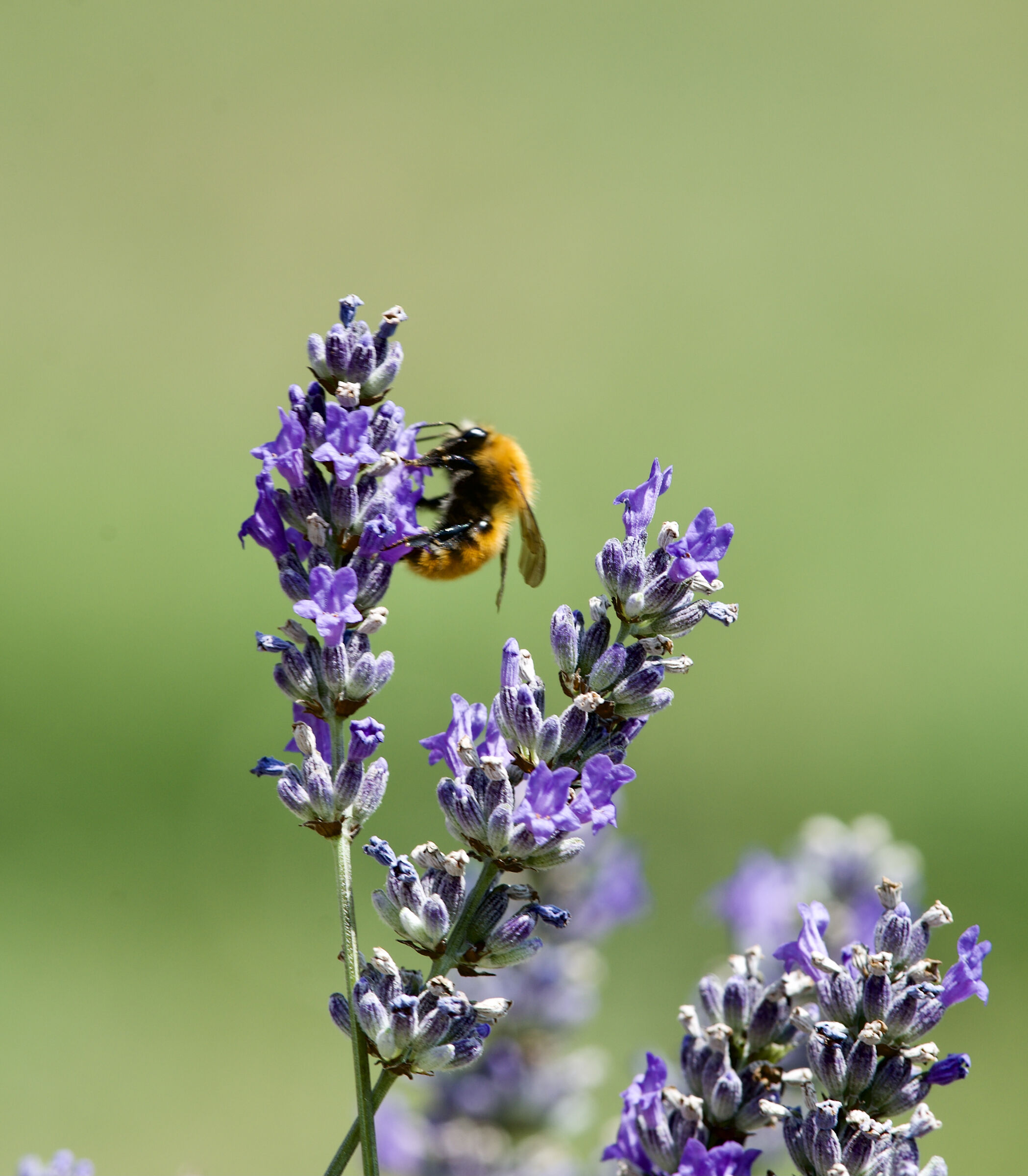 The bee and lavender....
