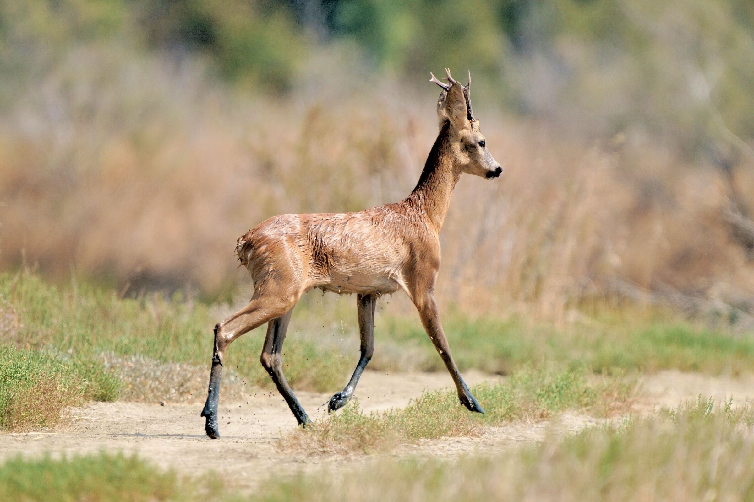 Roe deer (Capreolus capreolus)...