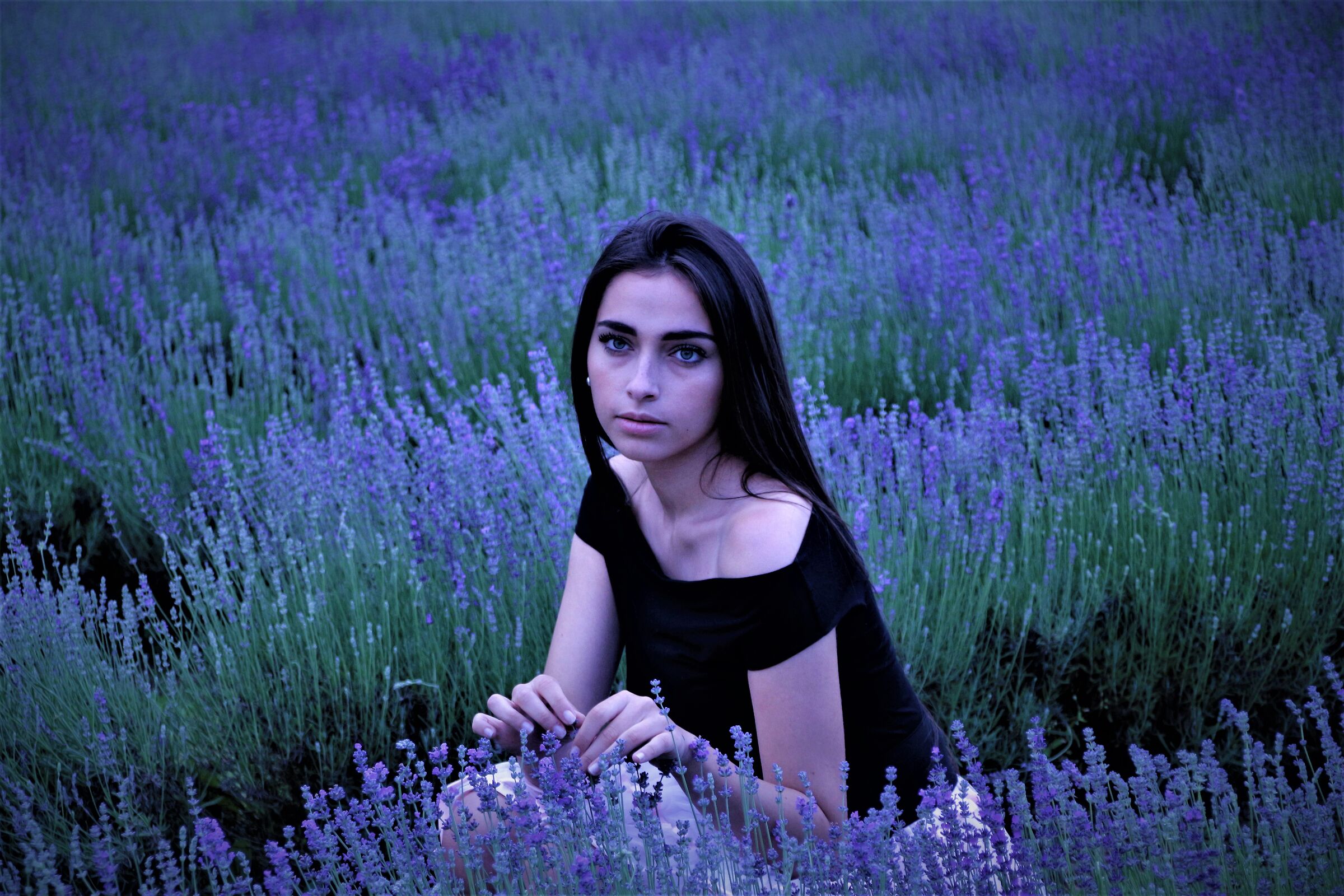 between lavender in the evening...