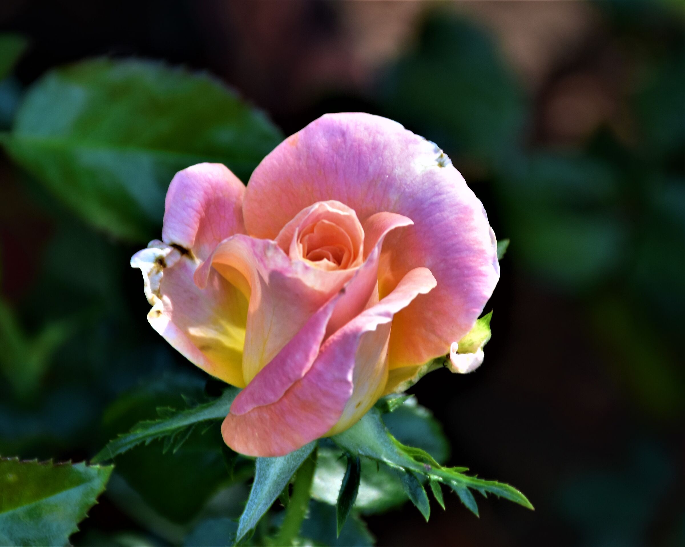 Ancient rose in Fiorissima Ovada (AL)...