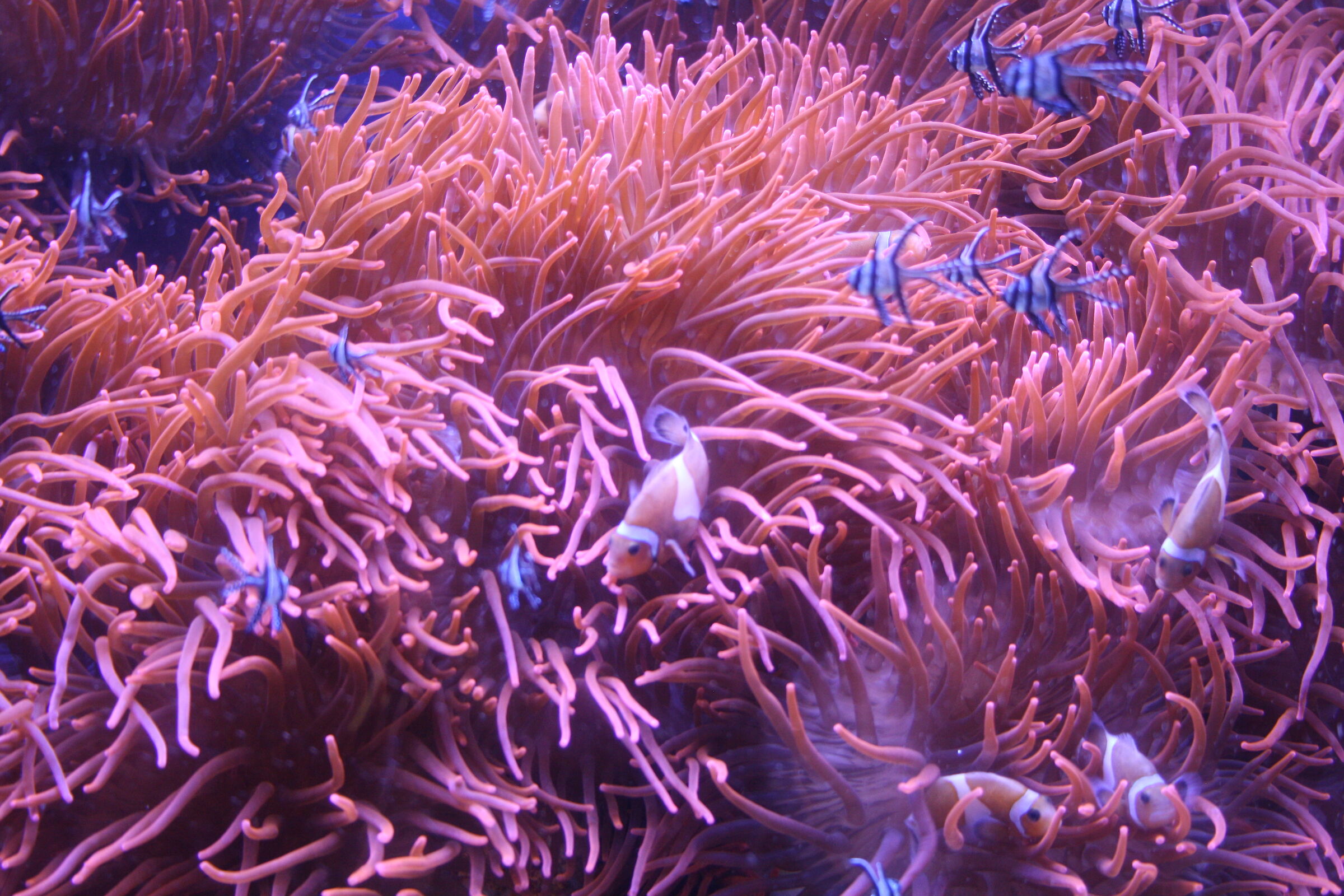 Genoa - 2011 - Aquarium...