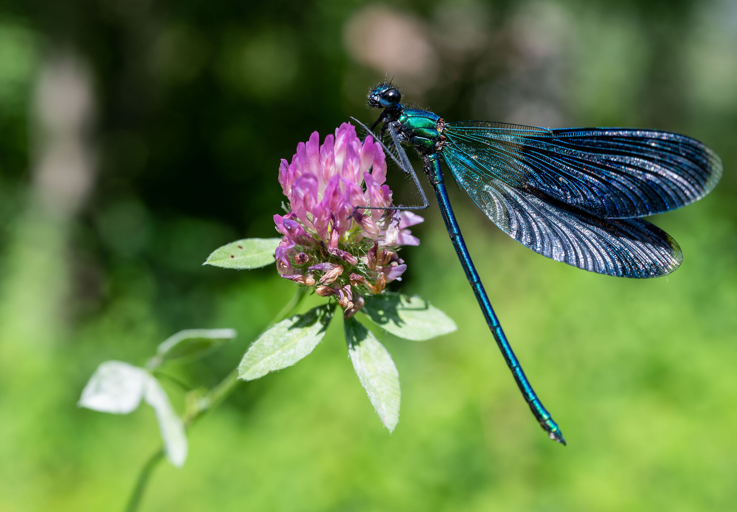 Damsel...