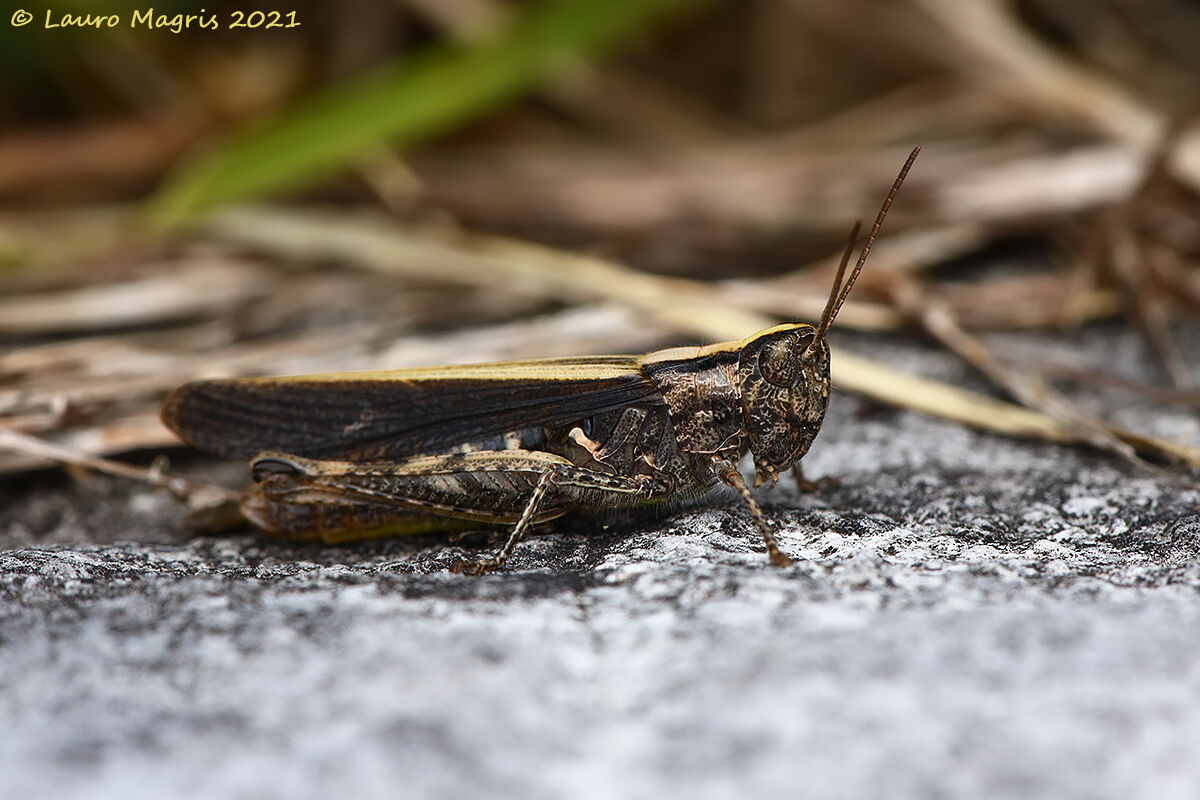 Locust (Linnaeus, 1758)...