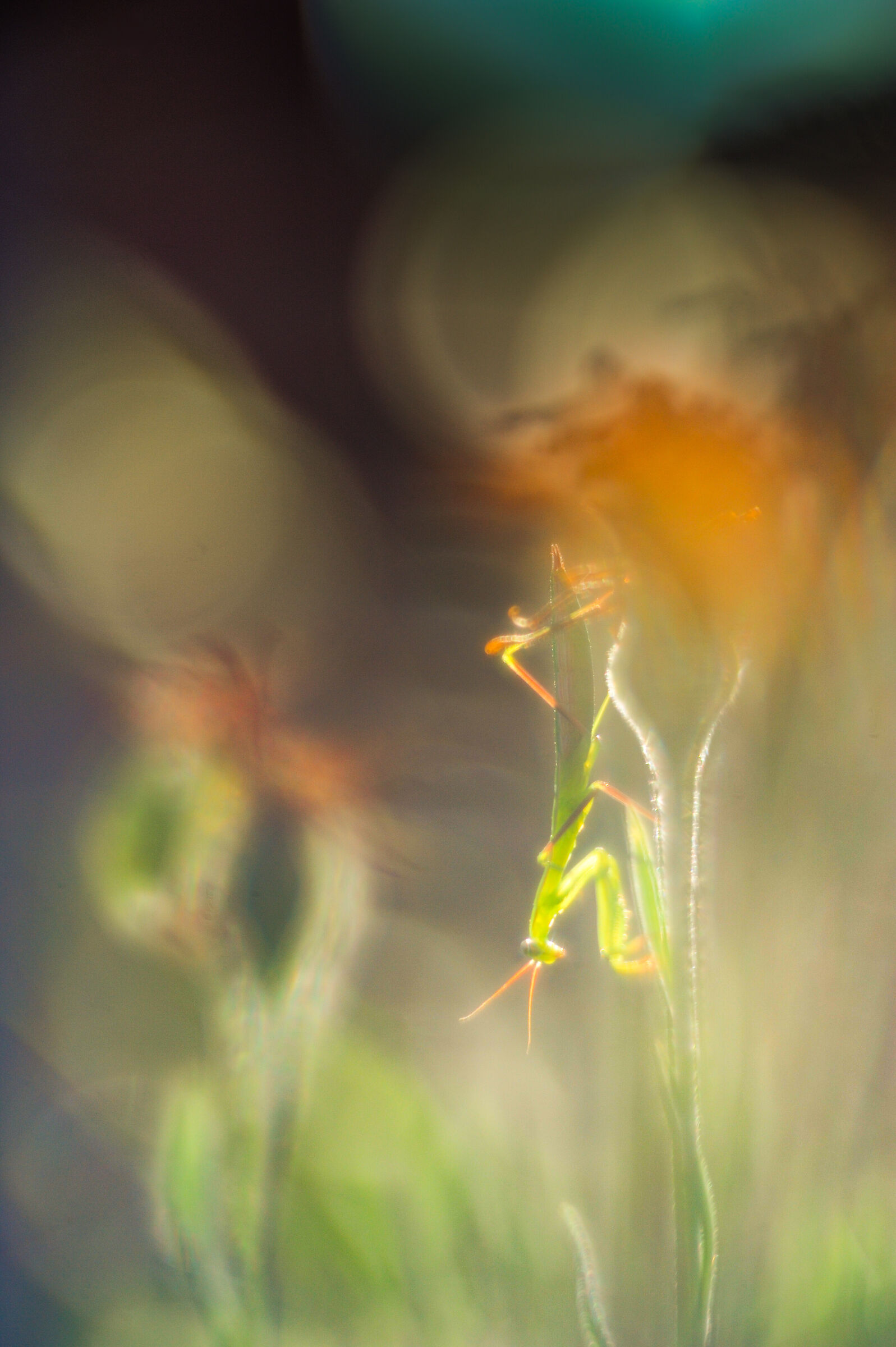 Small mantis on Dandelion...