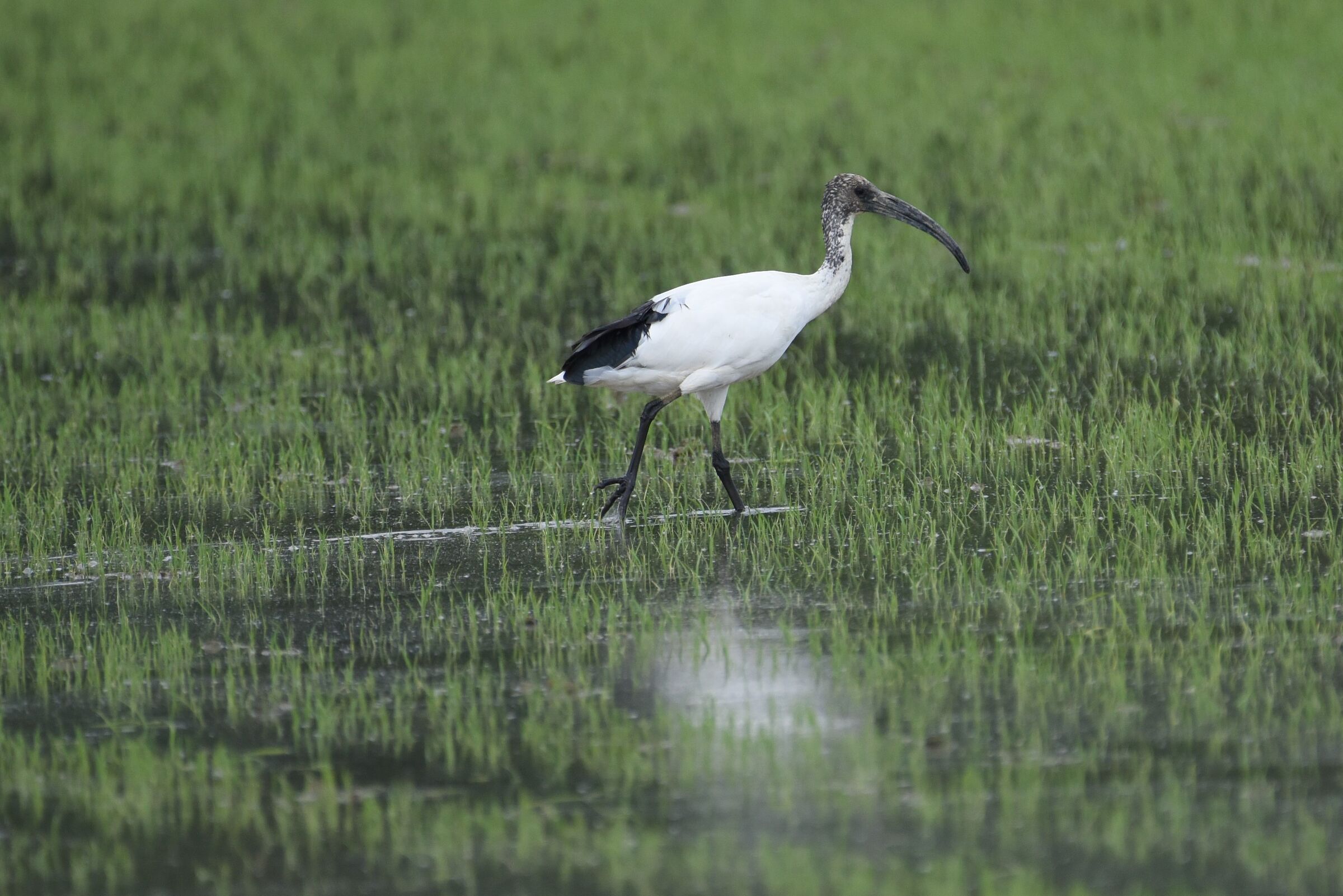 Ibis in the paddy field...