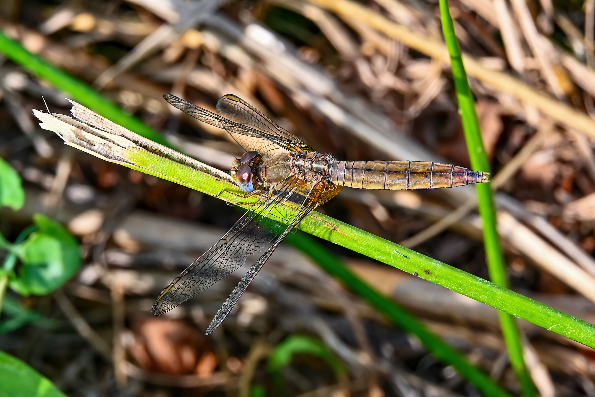 Crocothemis erythraea female...