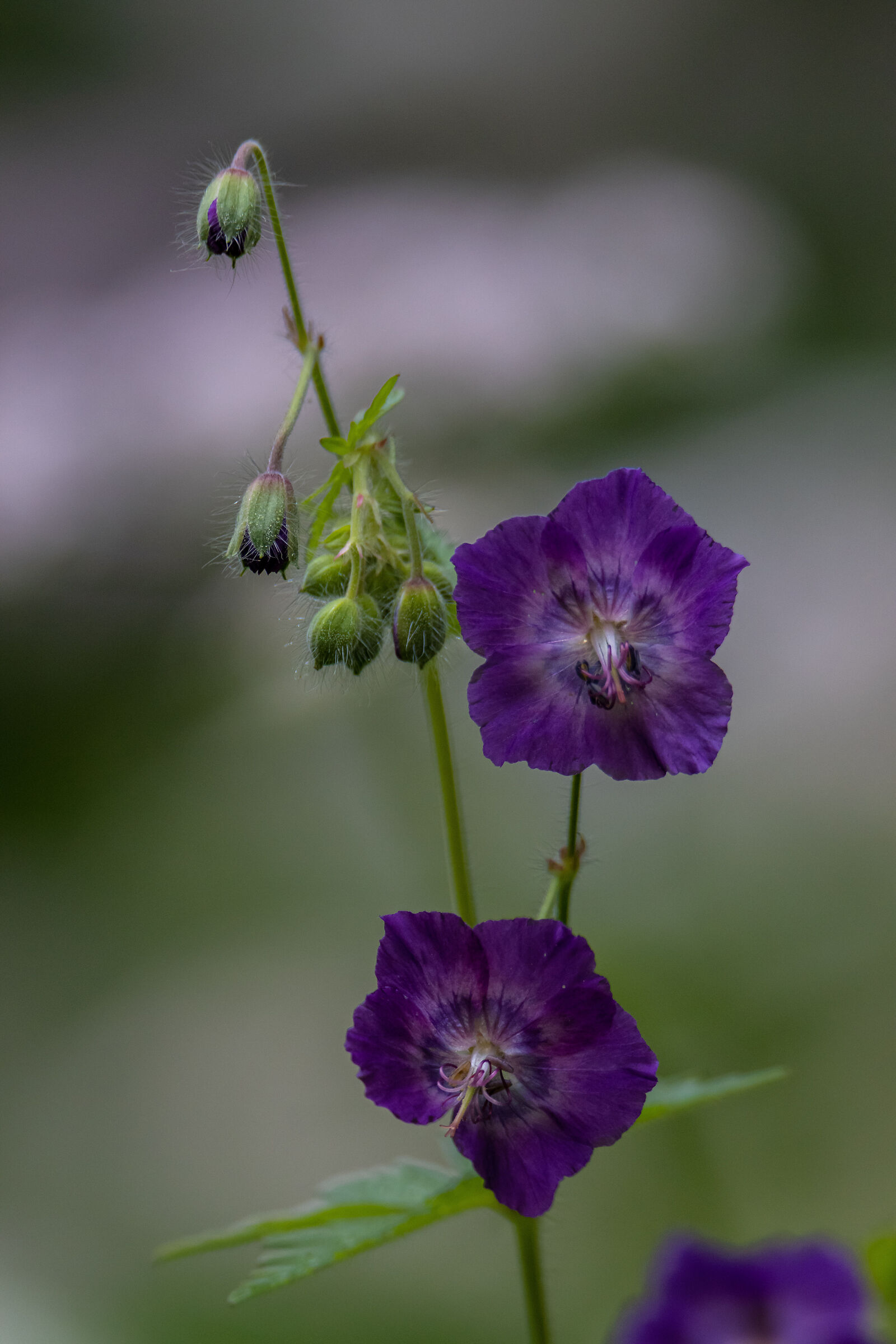 Macchie viola | Purple blobs...