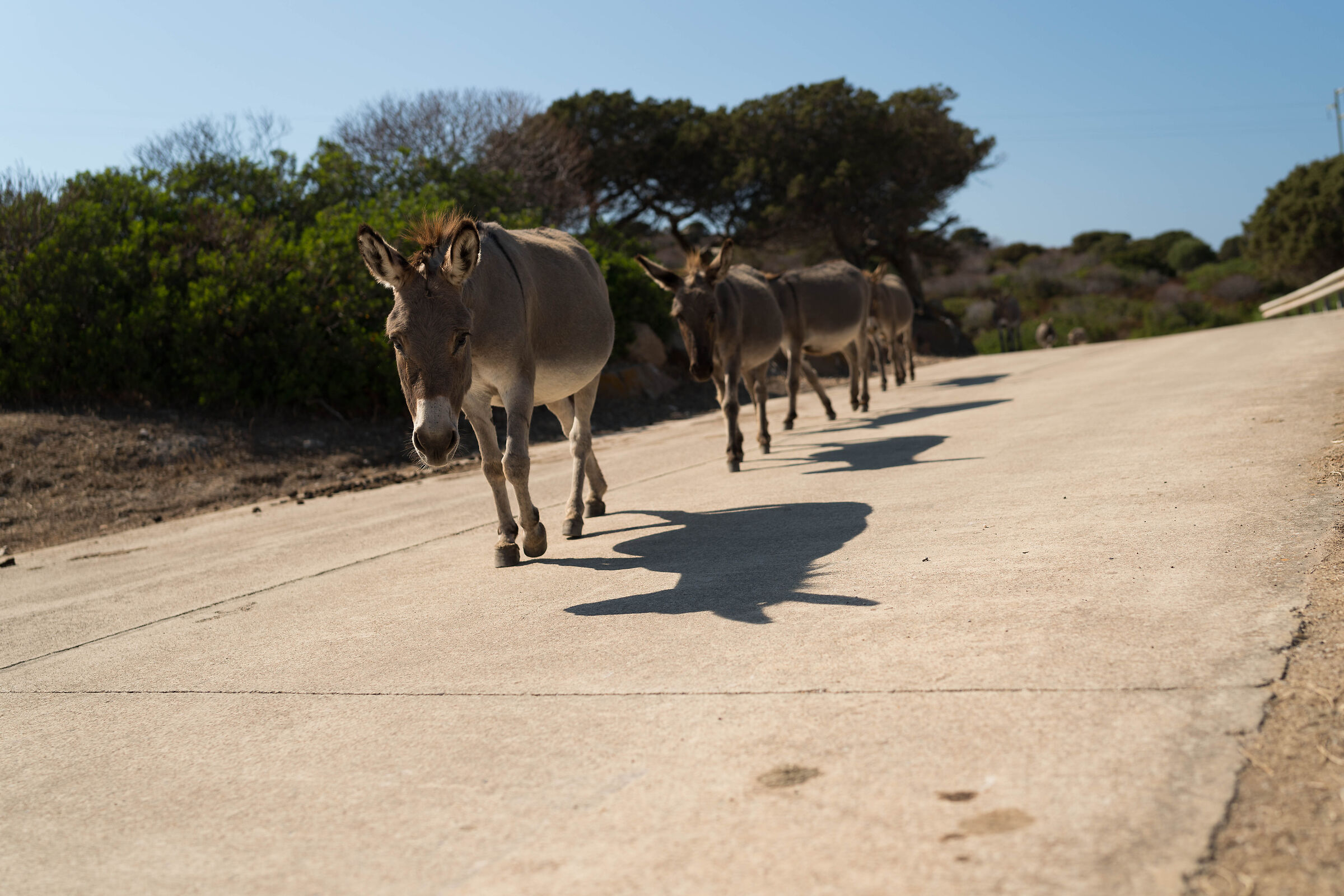 afternoon walks...