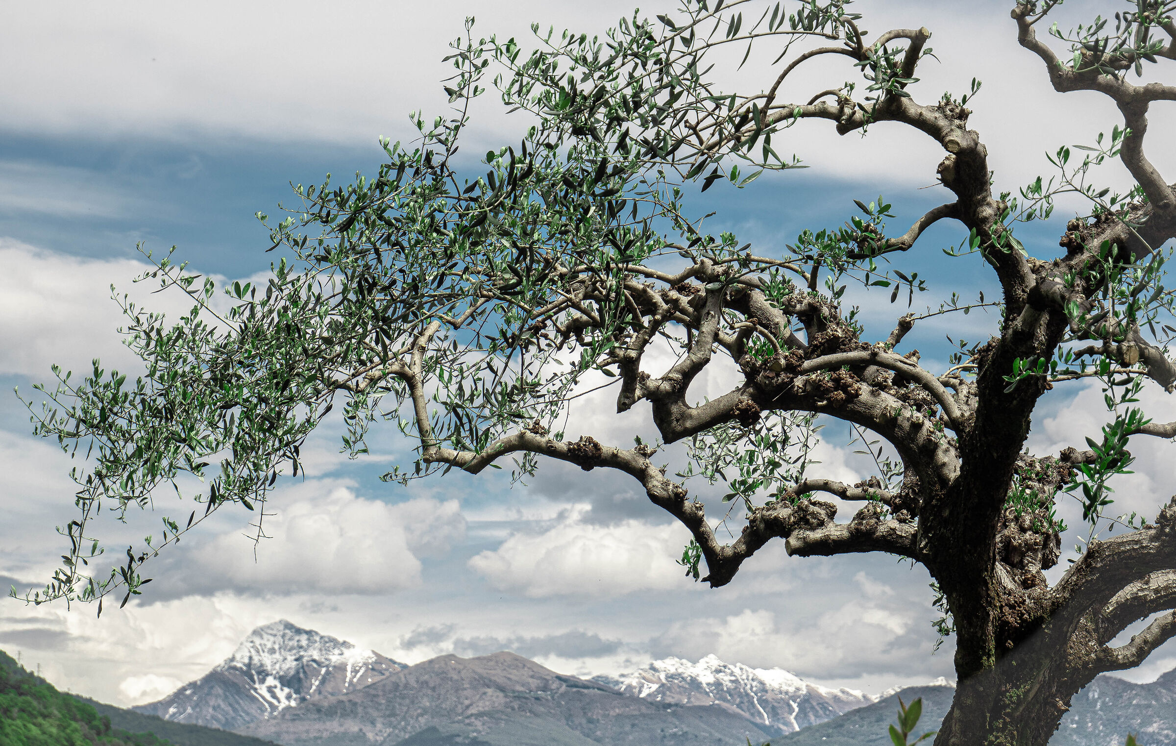 The mountain olive tree...