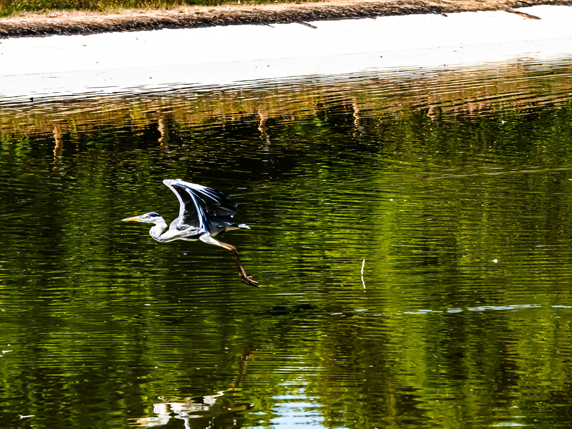 Heron flying over an artificial pond...
